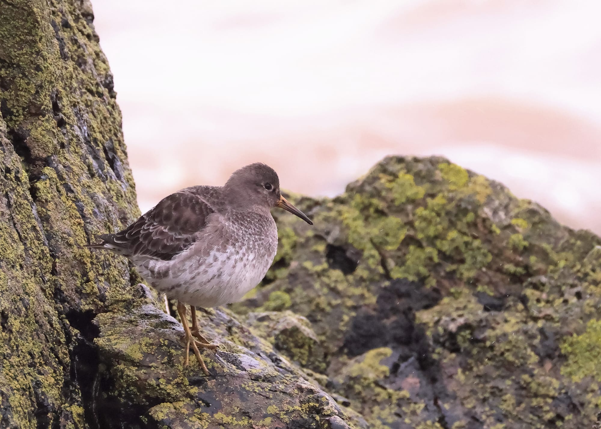 Purple Sandpiper