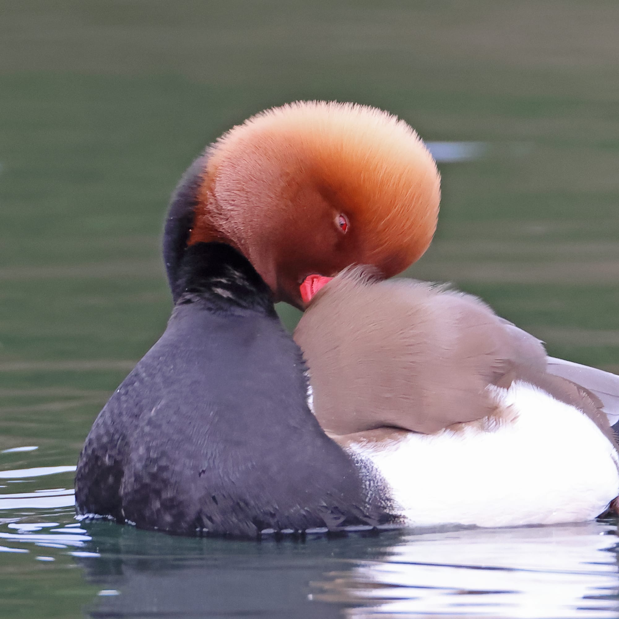 Red-crested Pochard