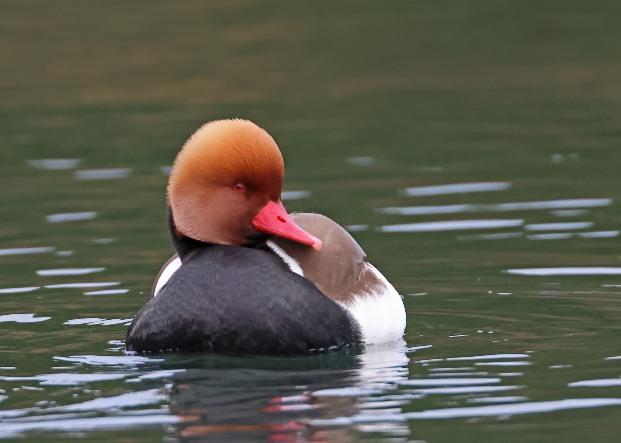 Red-crested Pochard