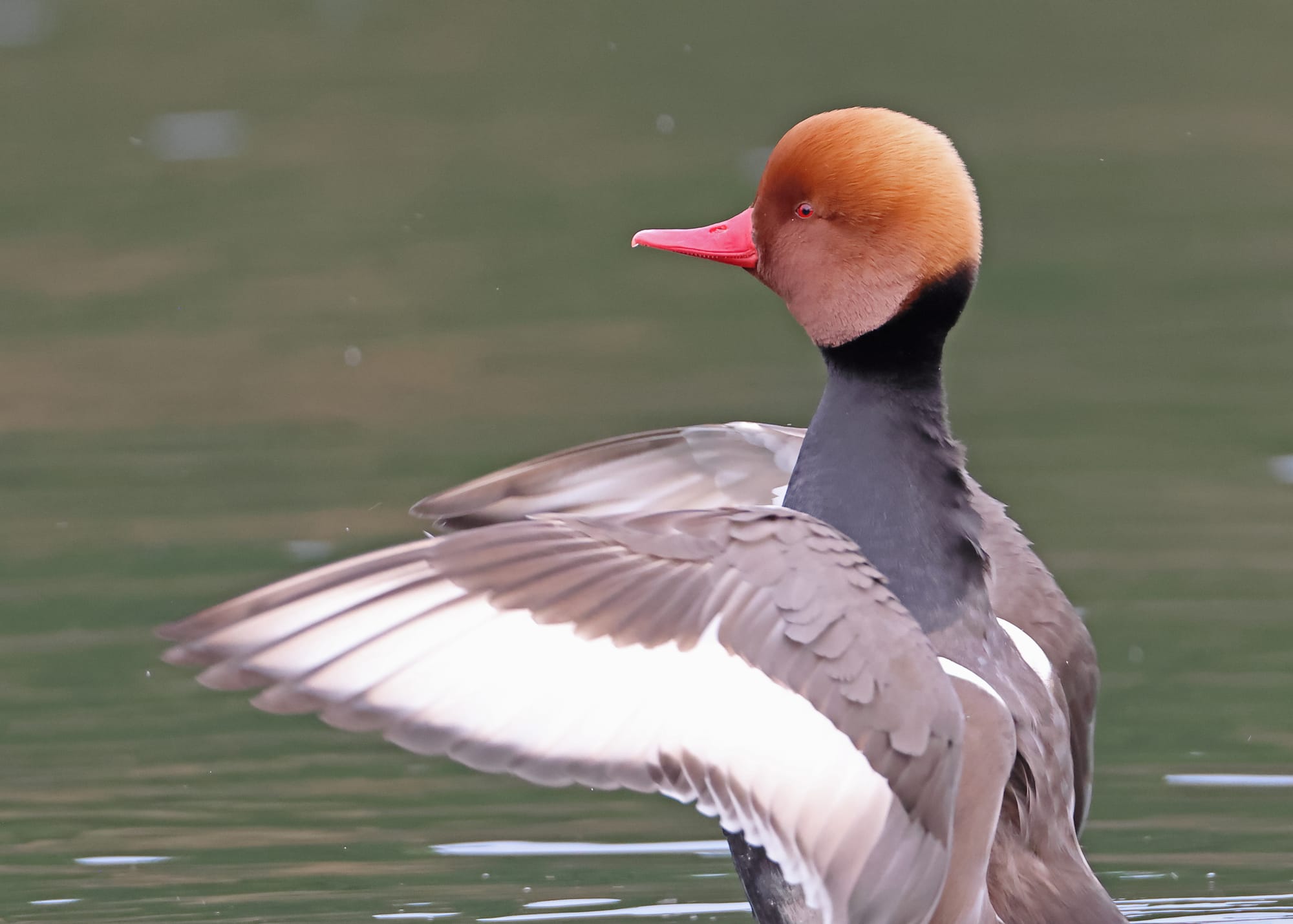 Red-crested Pochard