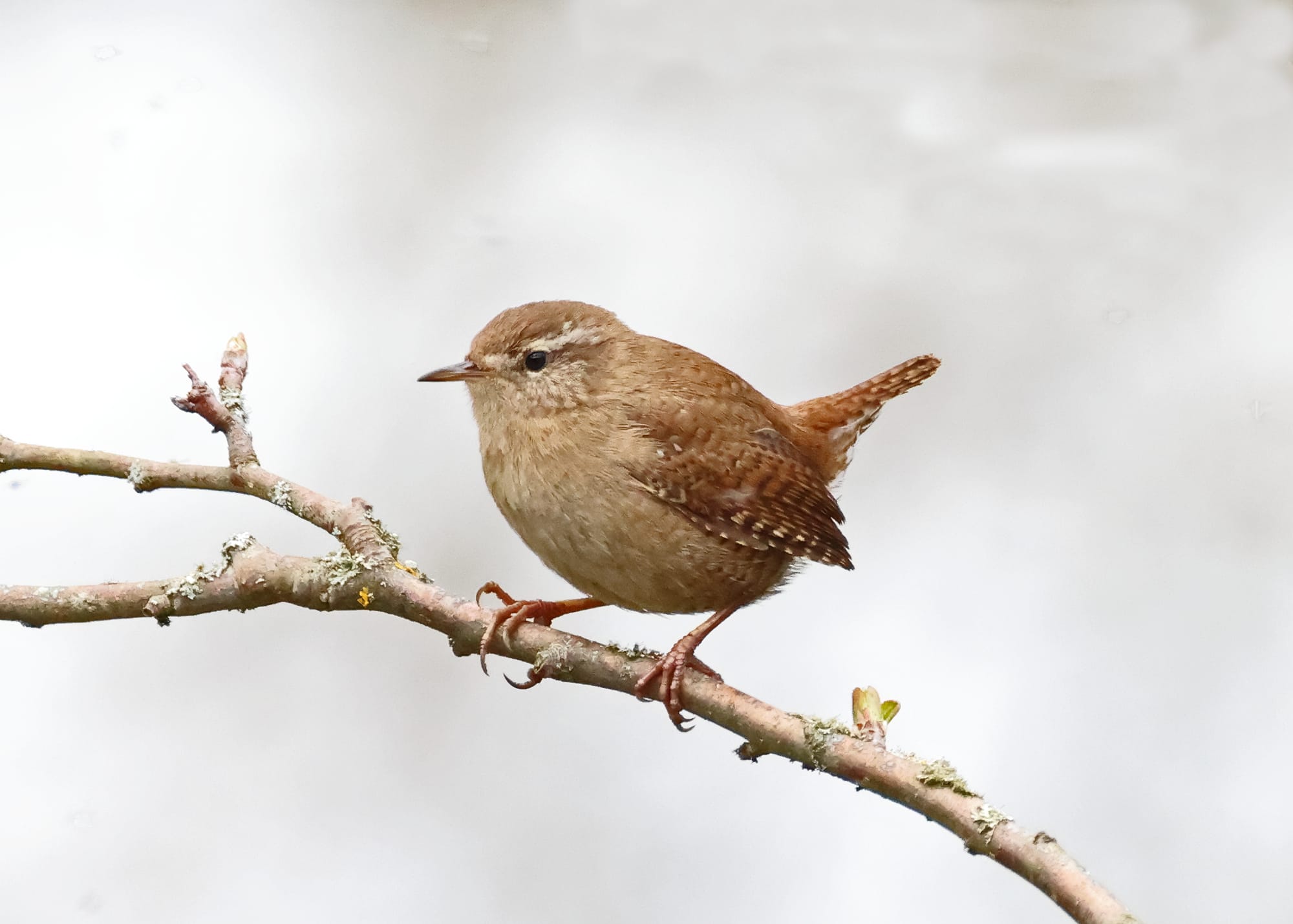 Wren