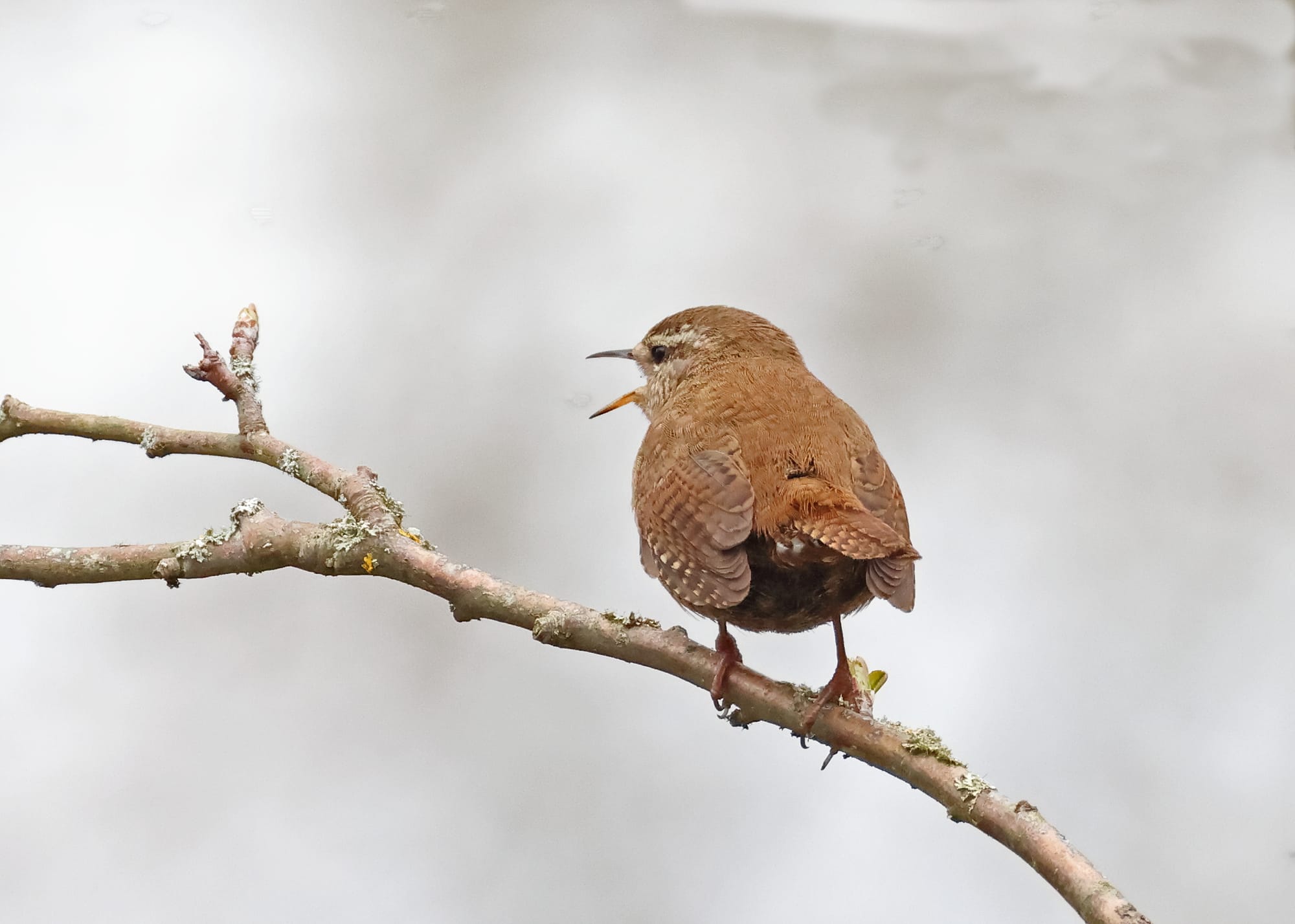 Wren