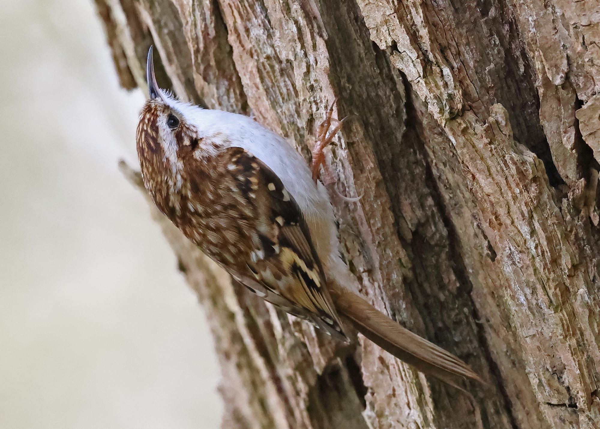 Tree Creeper