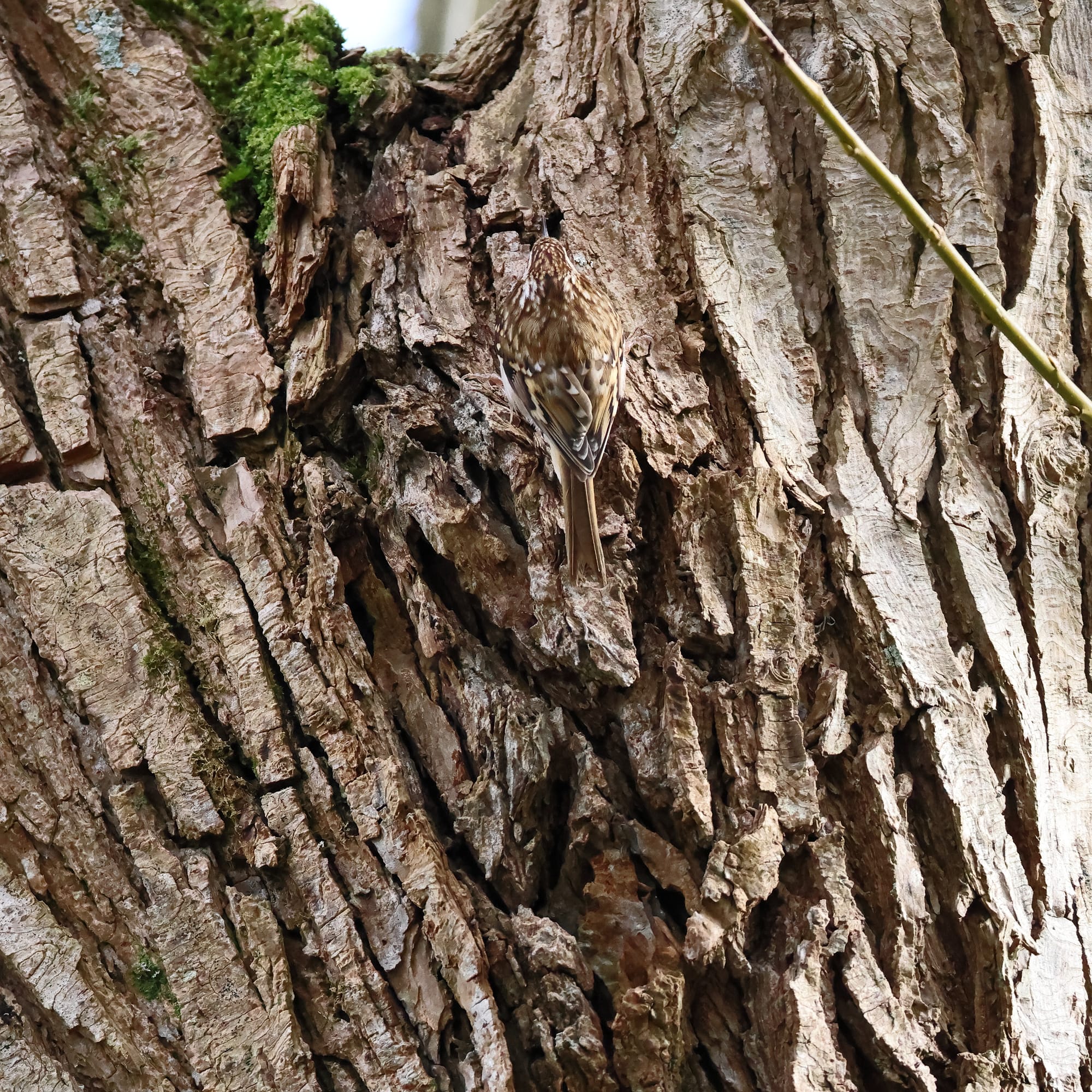 Tree Creeper