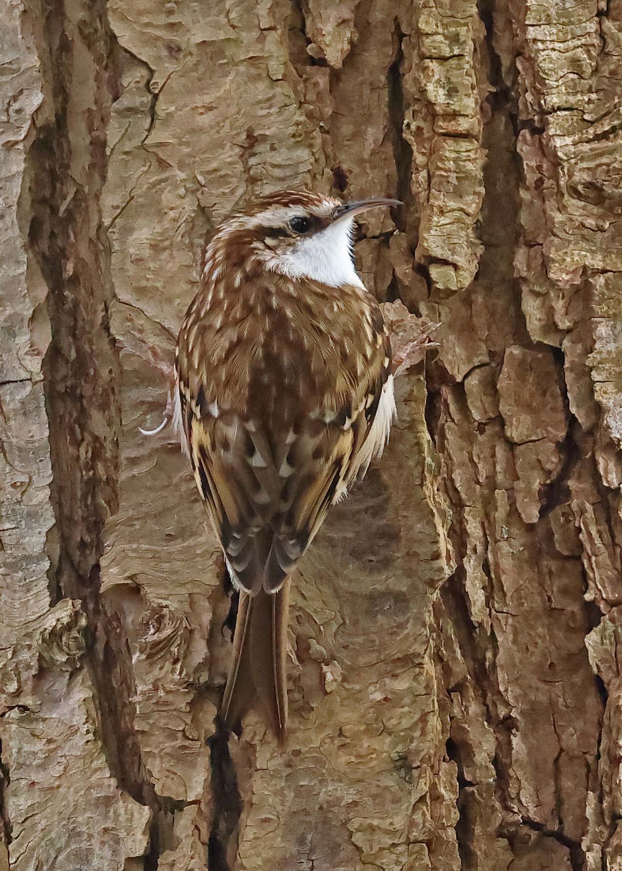 Tree Creeper