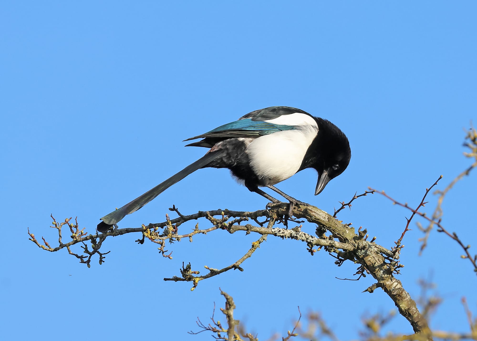 Magpie