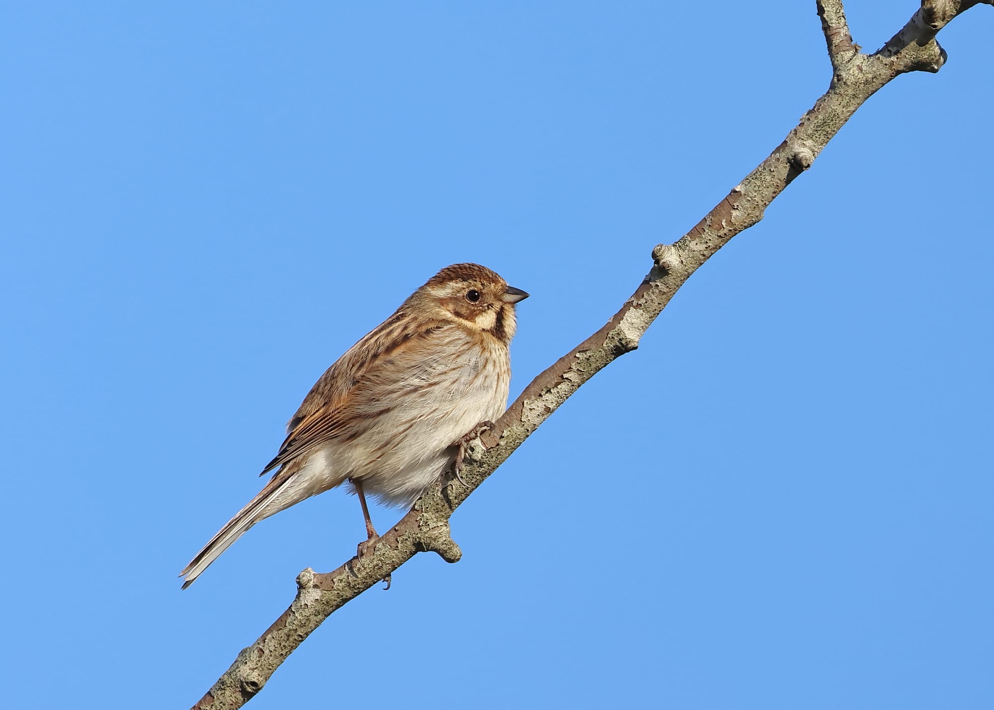 Reed Bunting
