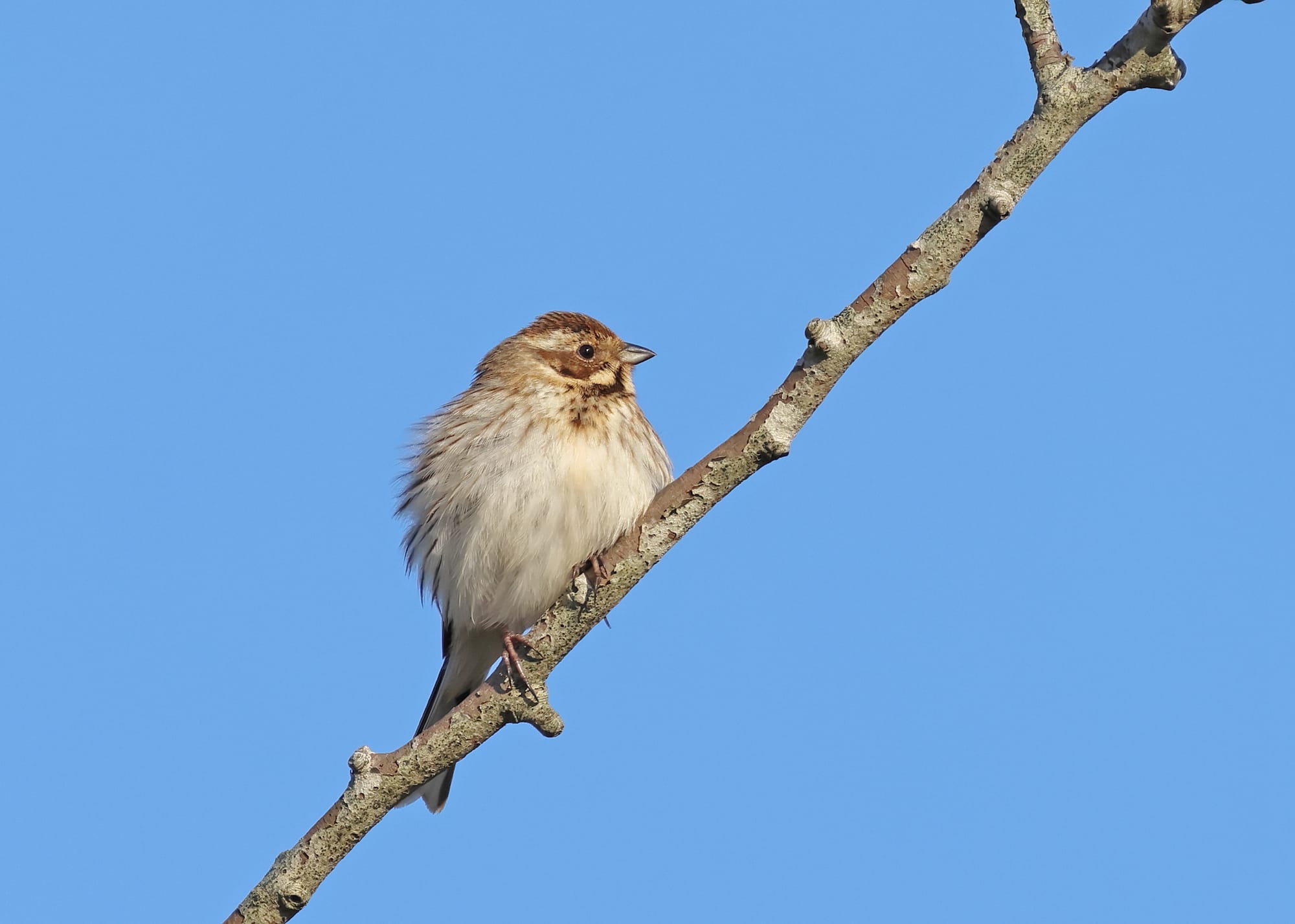 Reed Bunting