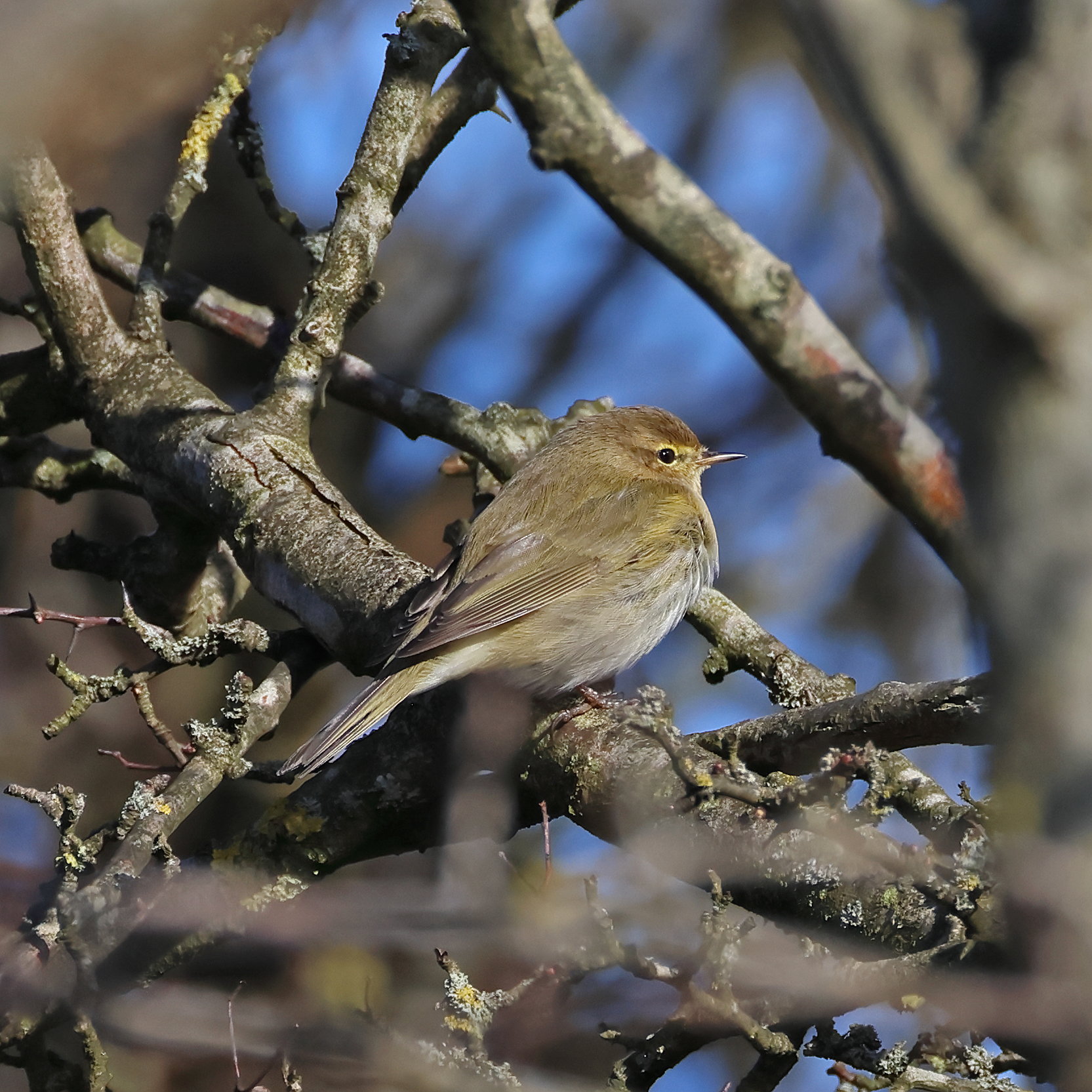 Chiffchaff