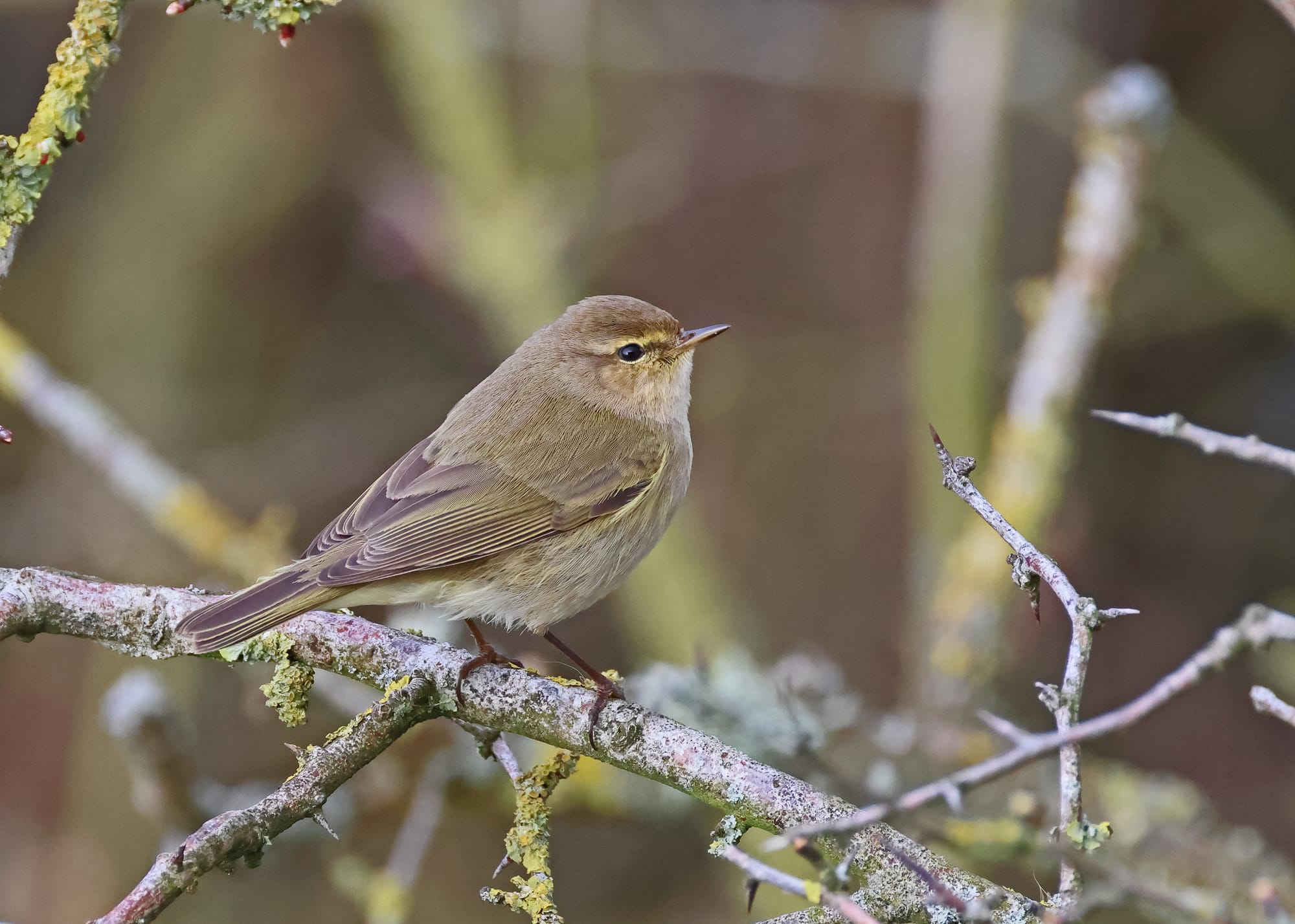 Chiffchaff