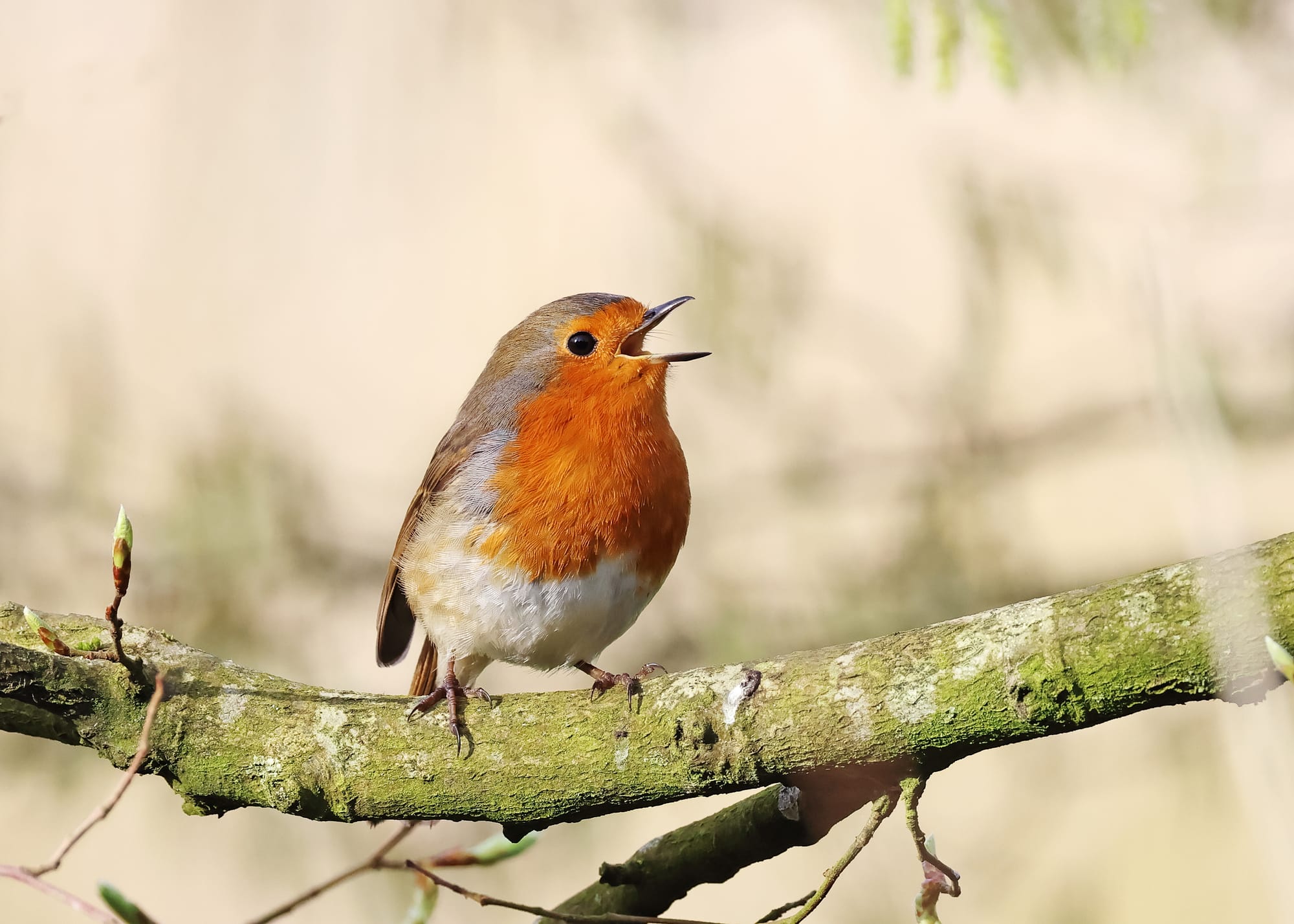 Robin