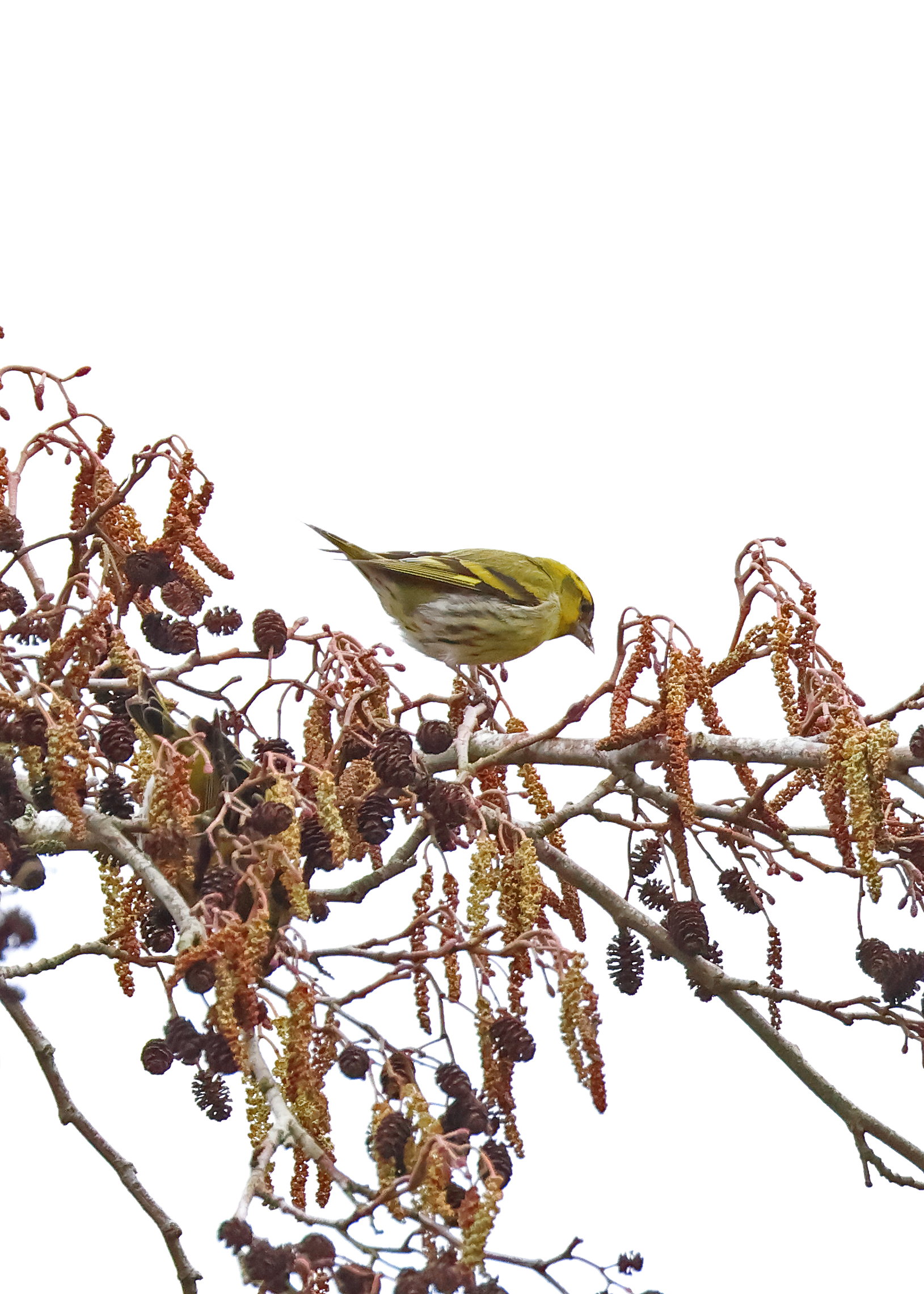 Siskin
