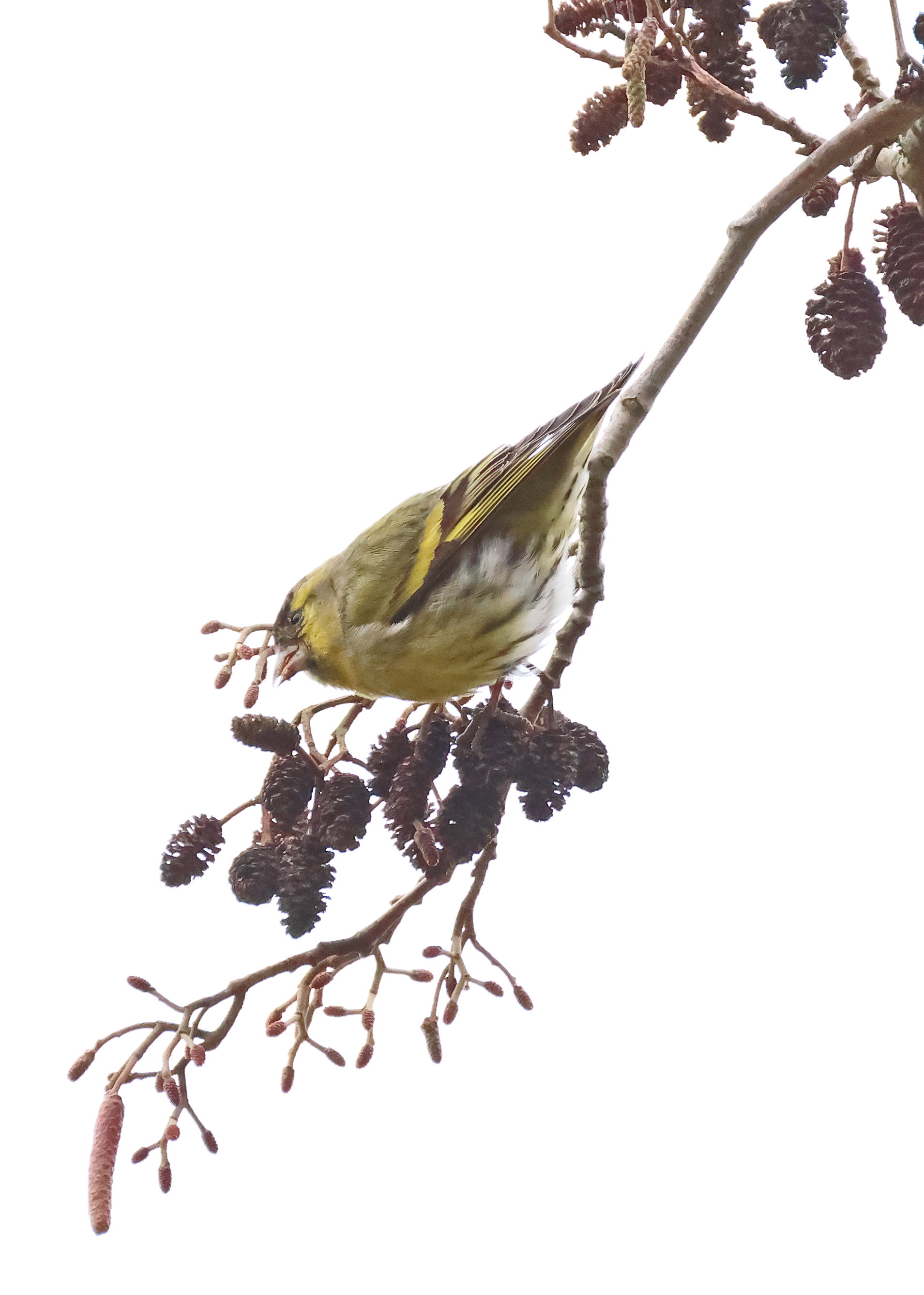 Siskin