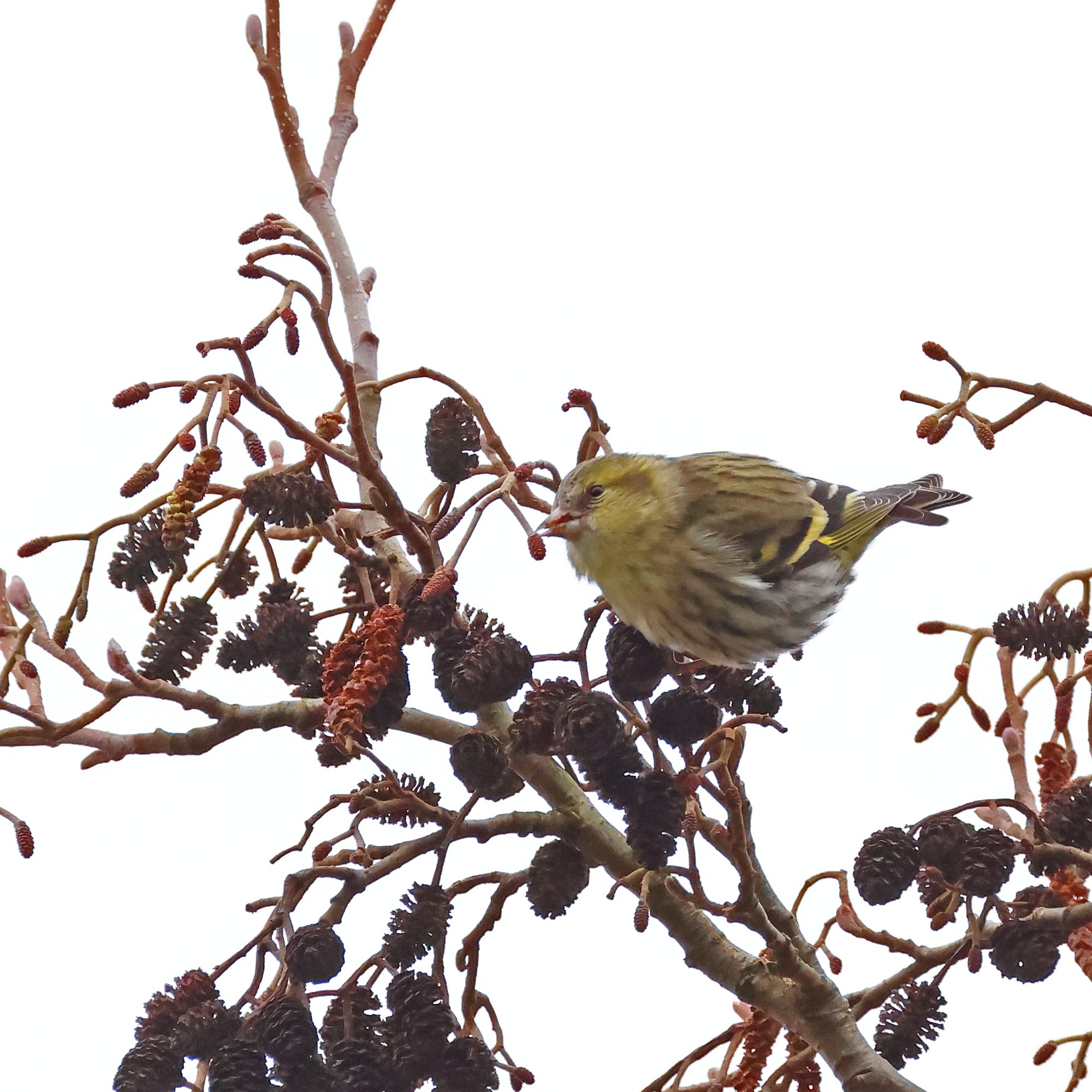 Siskin