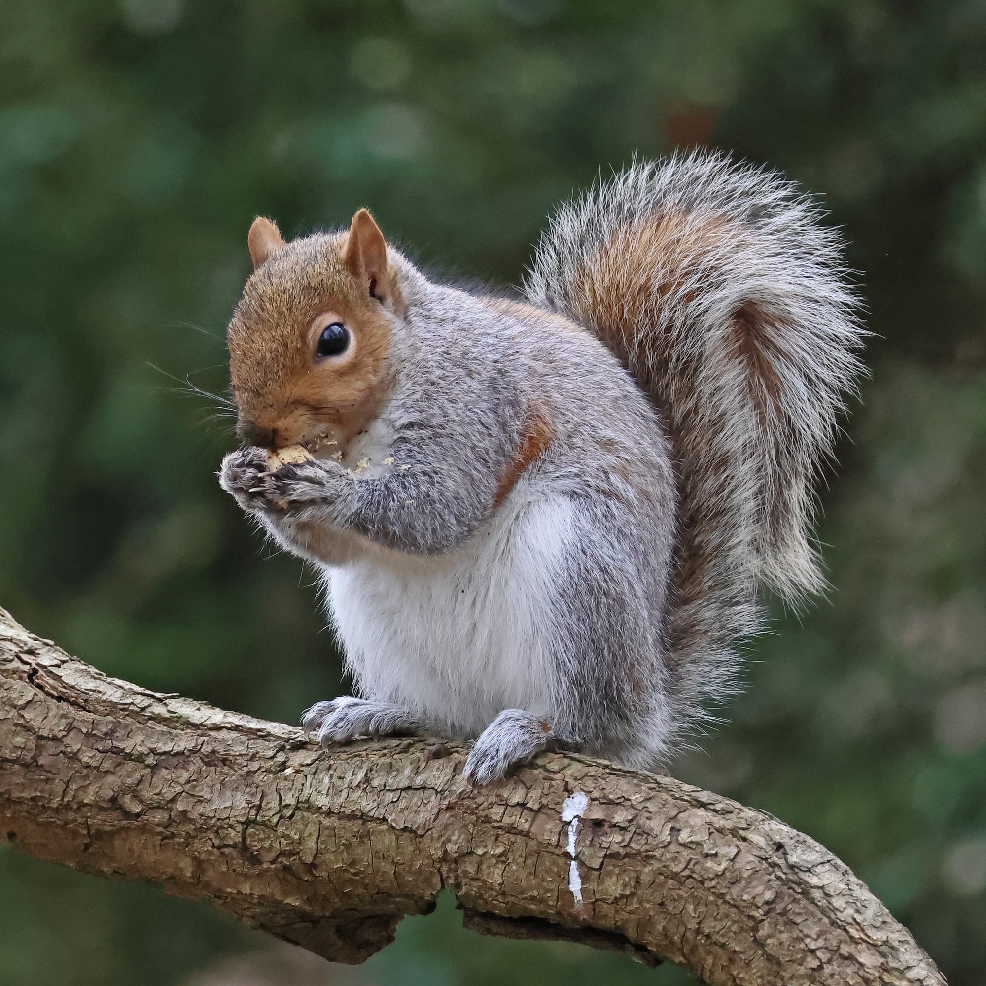 Grey Squirrel