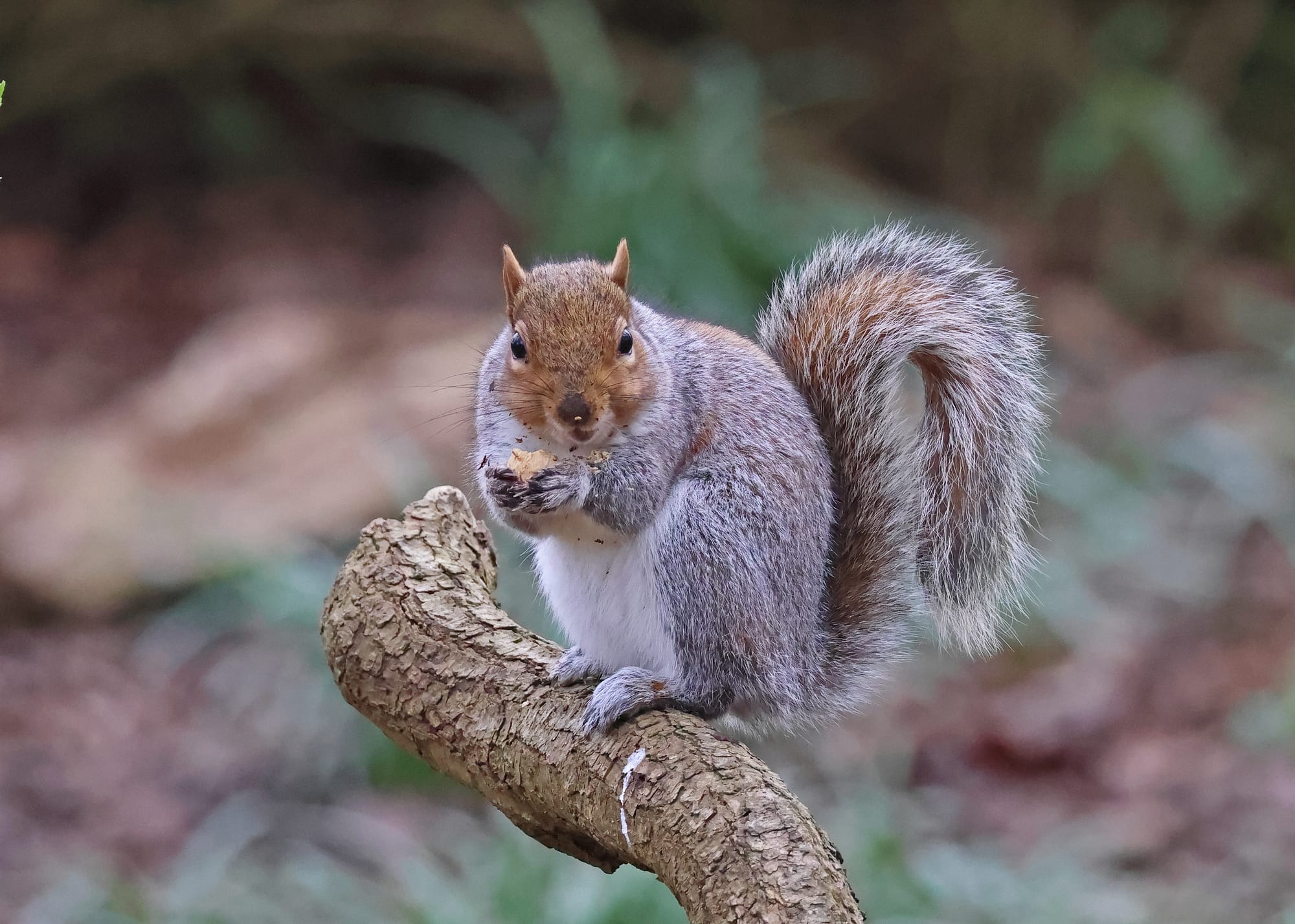 Grey Squirrel