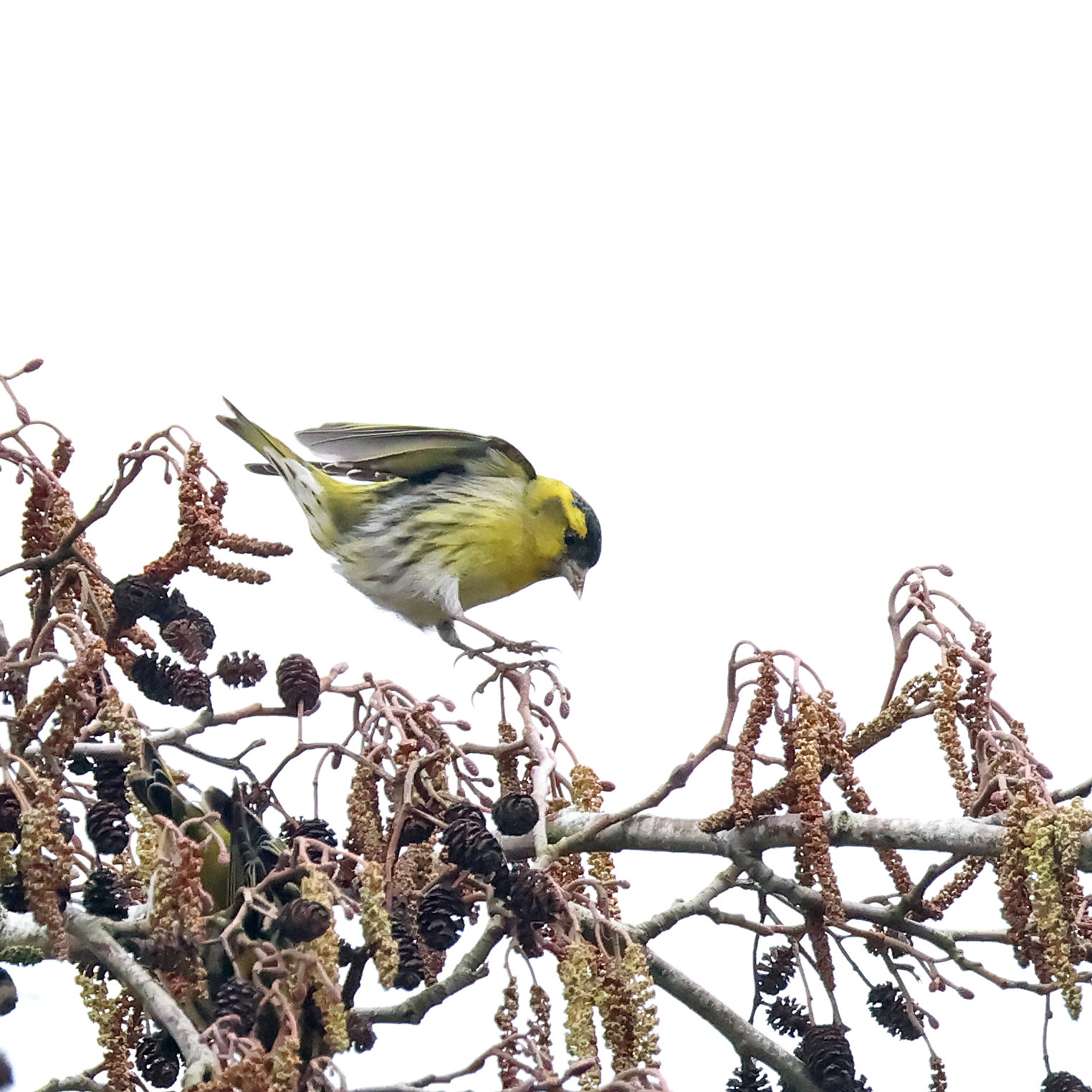 Siskin