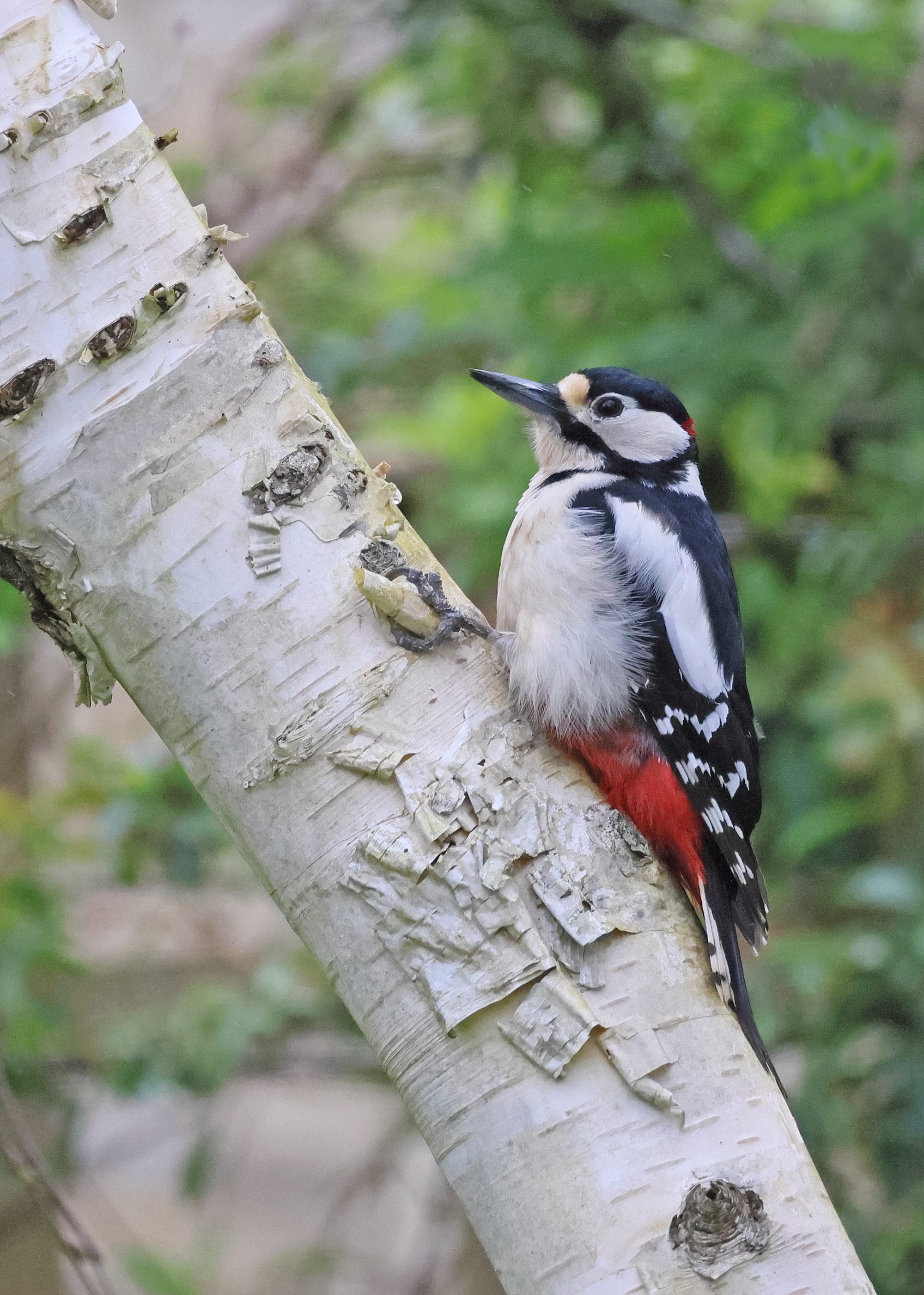 Great Spotted Woodpecker