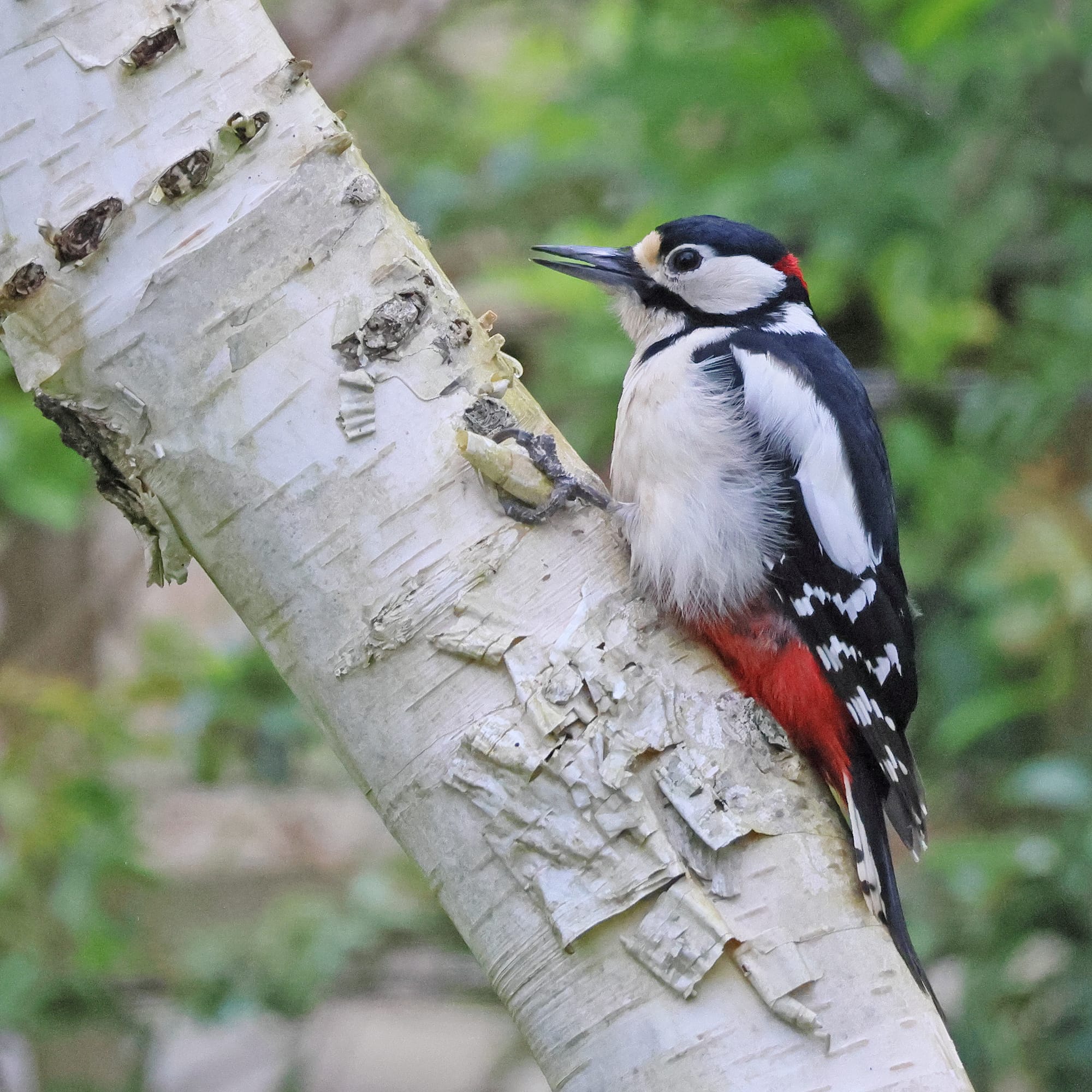 Great Spotted Woodpecker