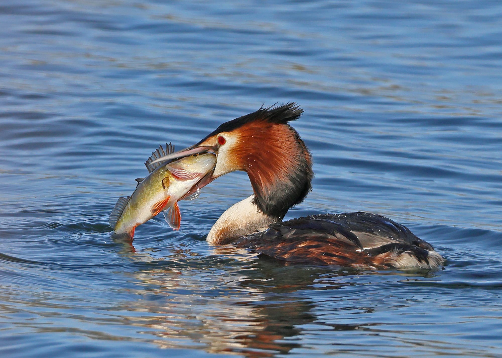 Great Crested Grebe