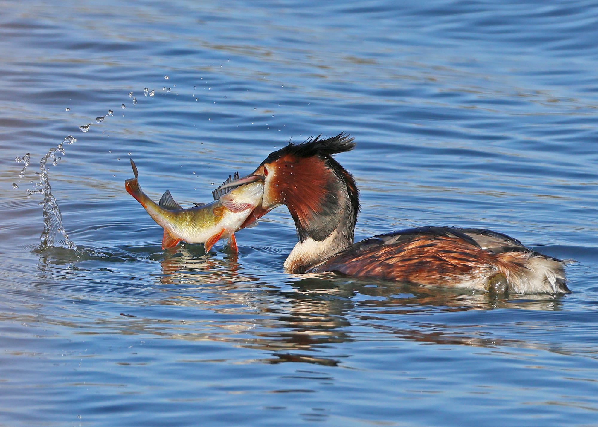 Great Crested Grebe
