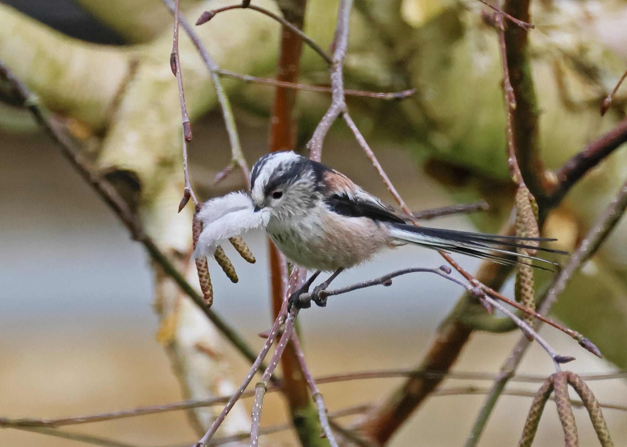 Long-tailed Tit