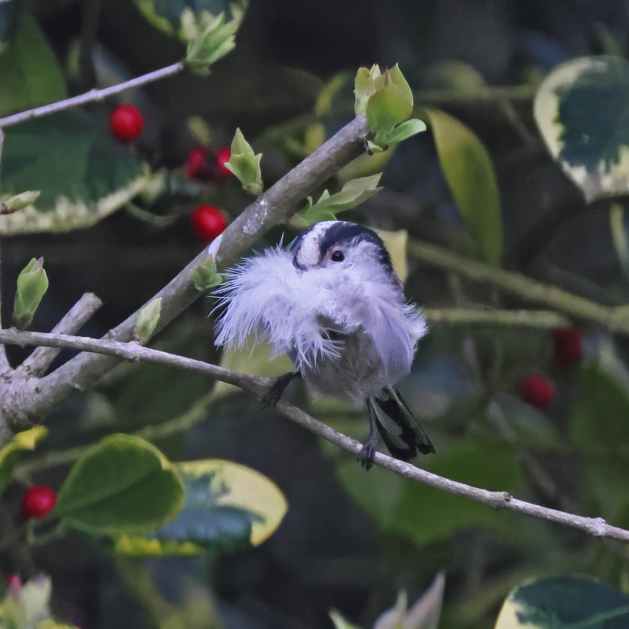 Long-tailed Tit