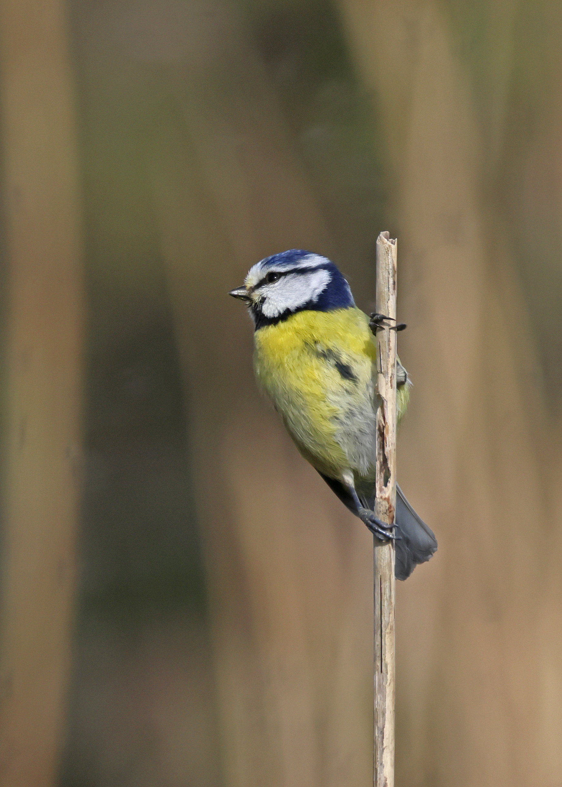 Blue Tit