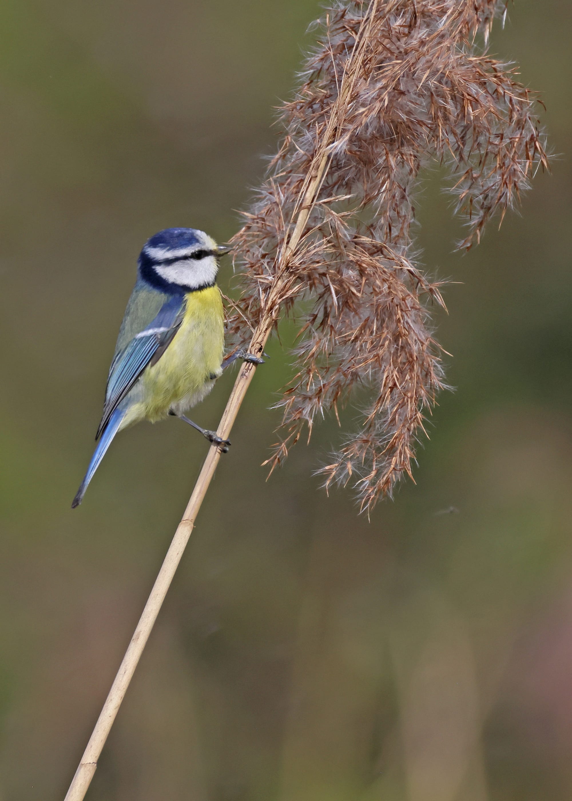 Blue Tit