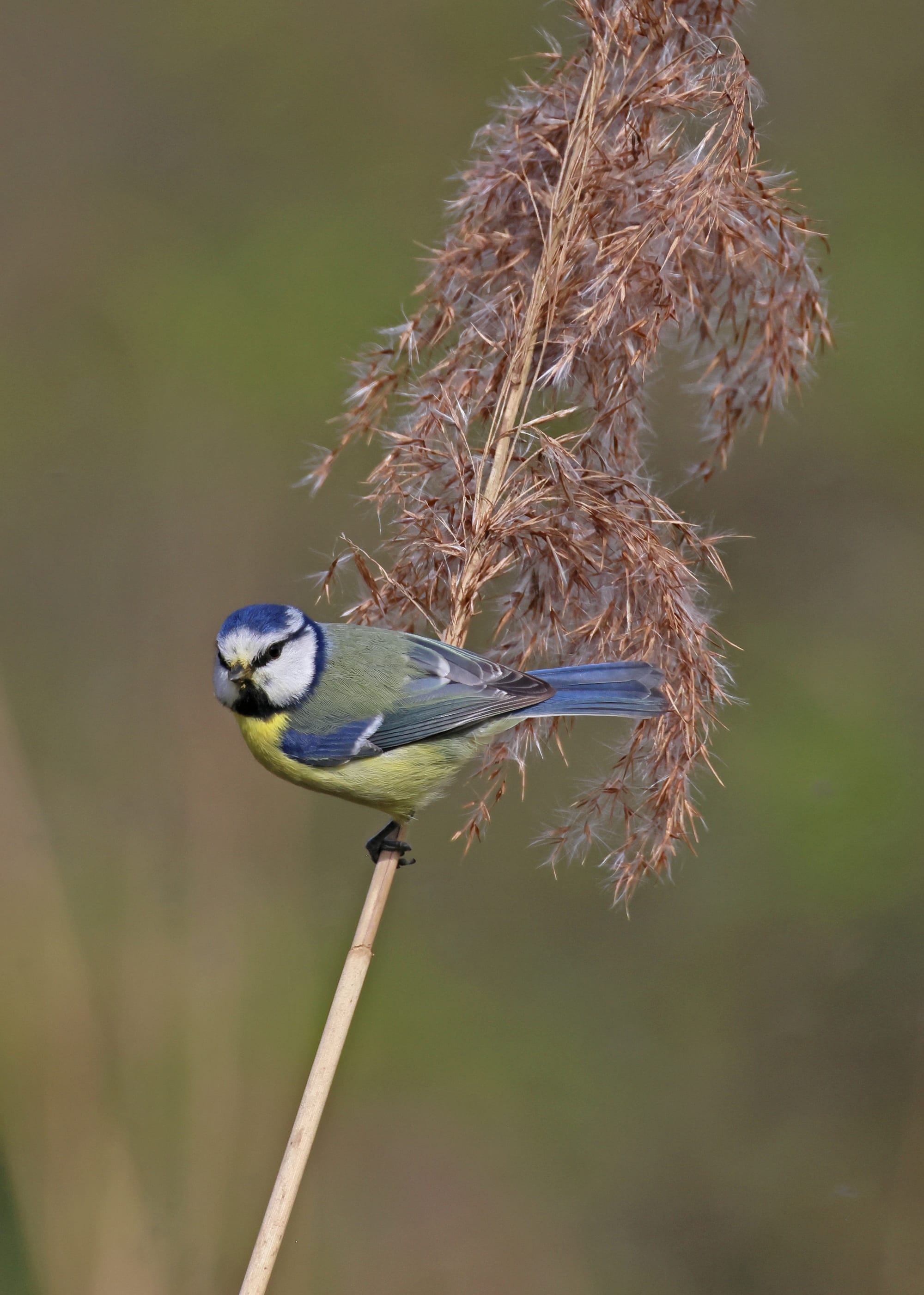 Blue Tit