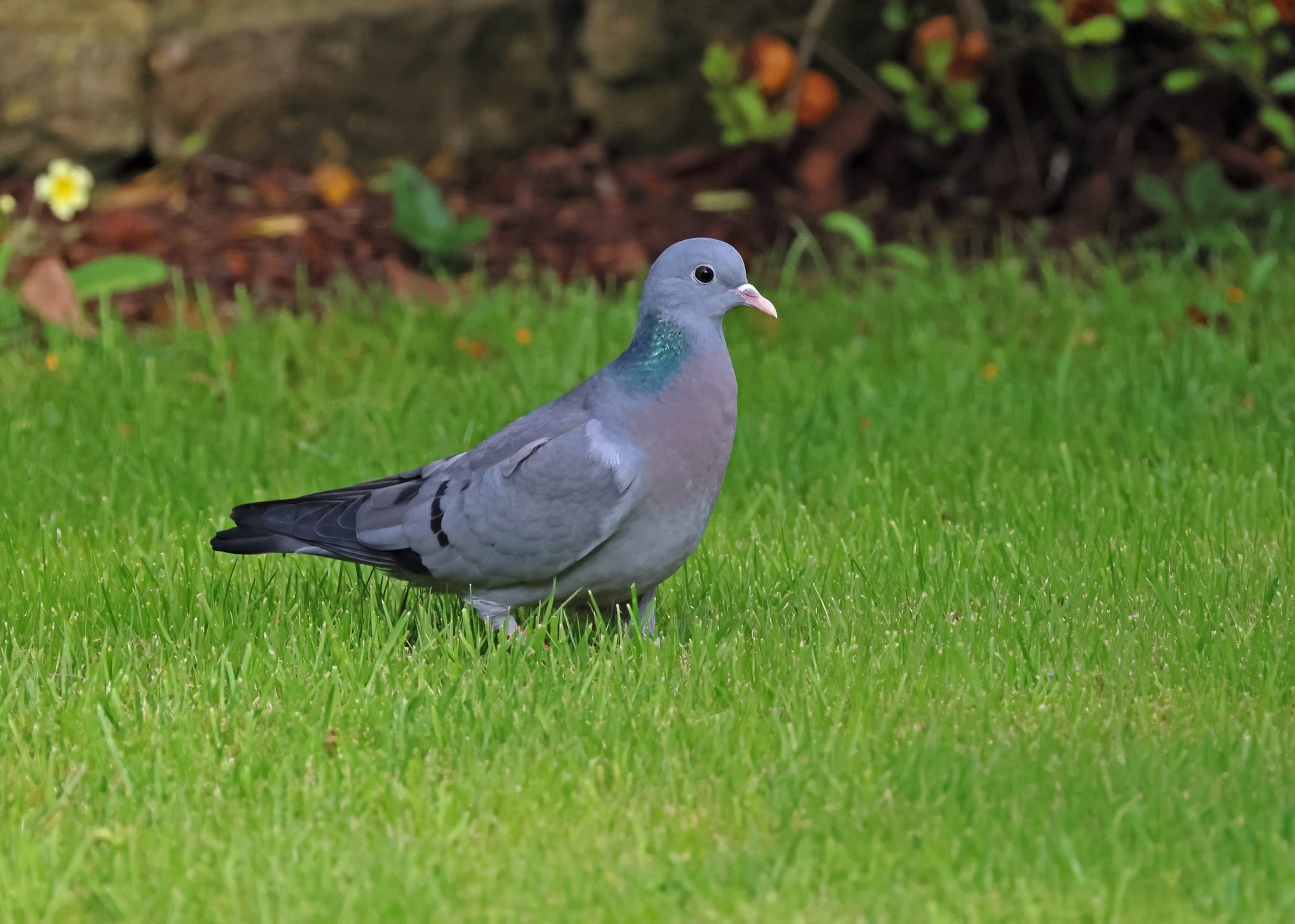 Stock Dove