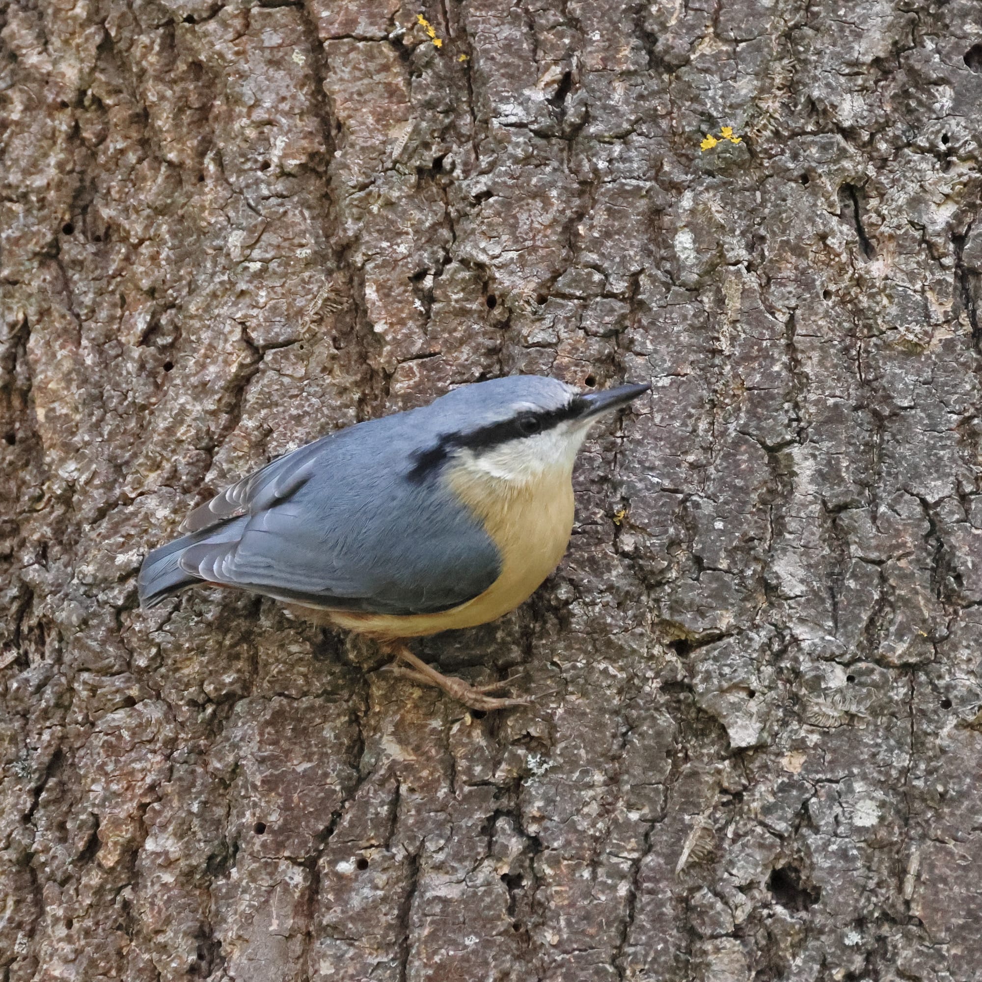 Nuthatch