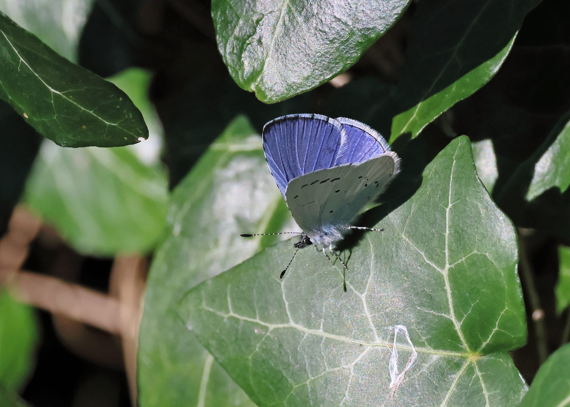 Holly Blue