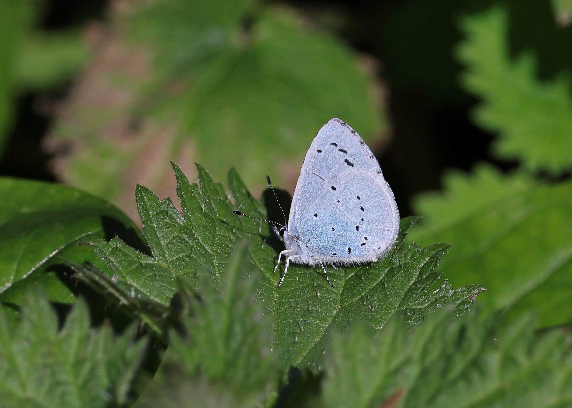 Holly Blue