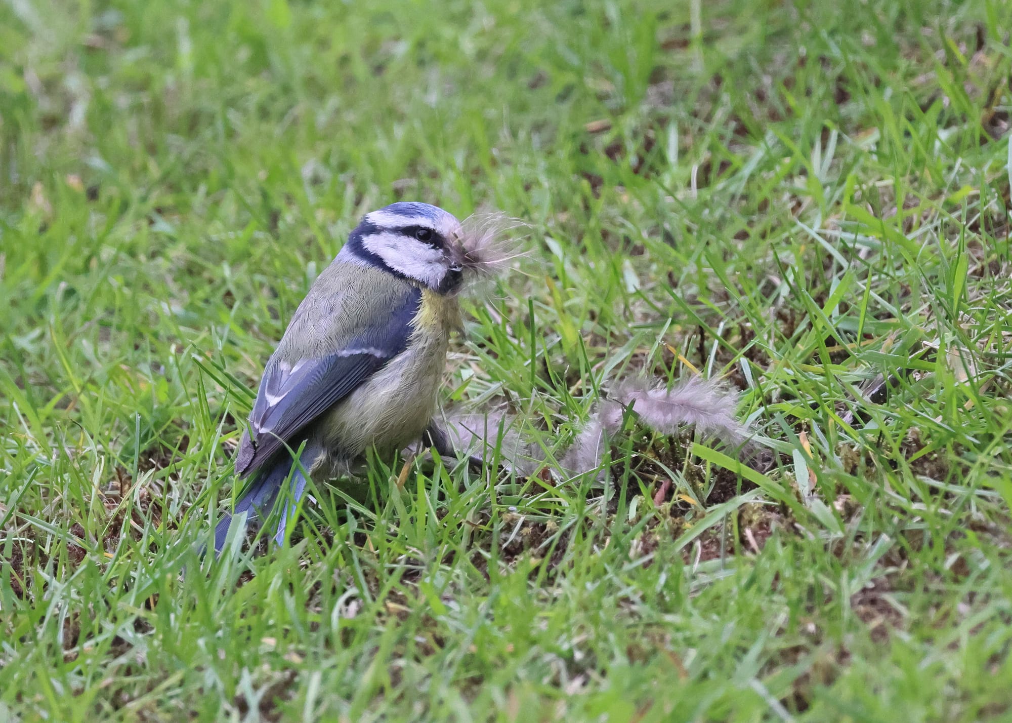 Blue Tit