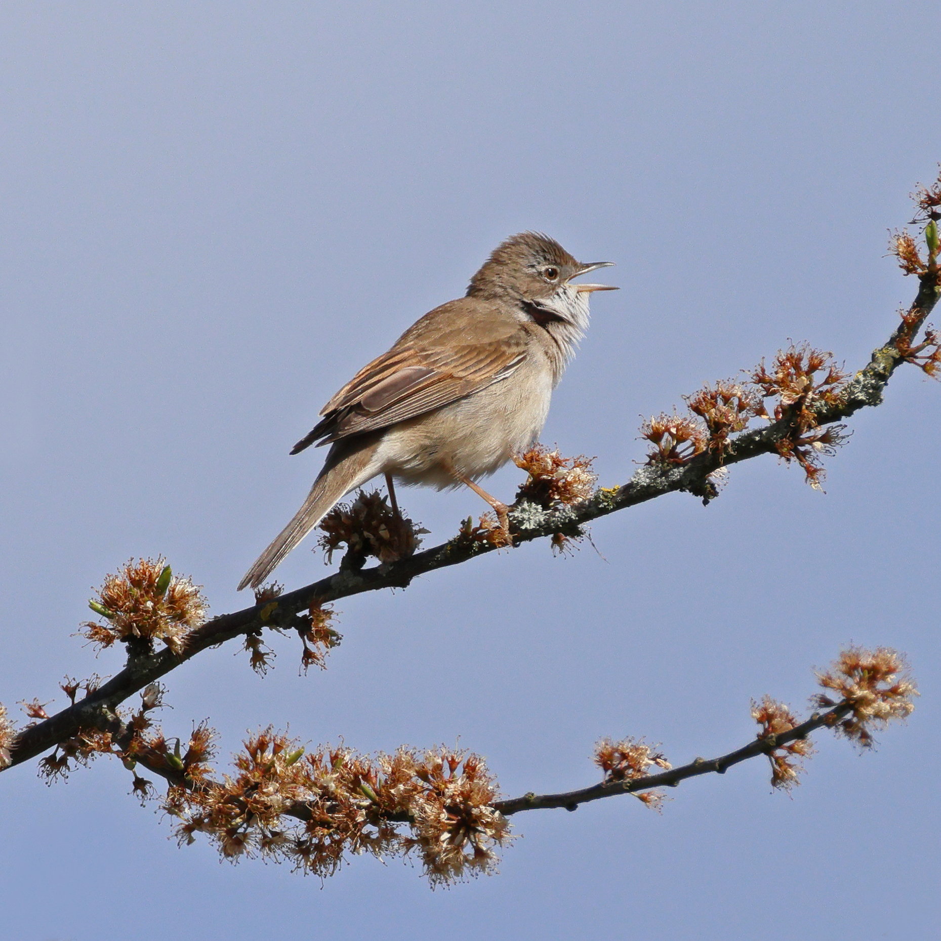 Whitethroat