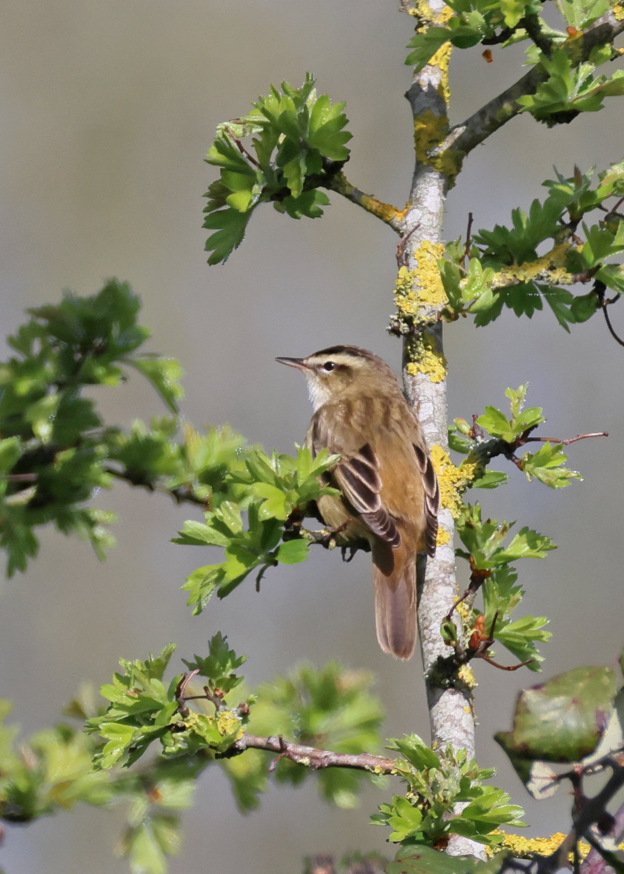 Sedge Warbler