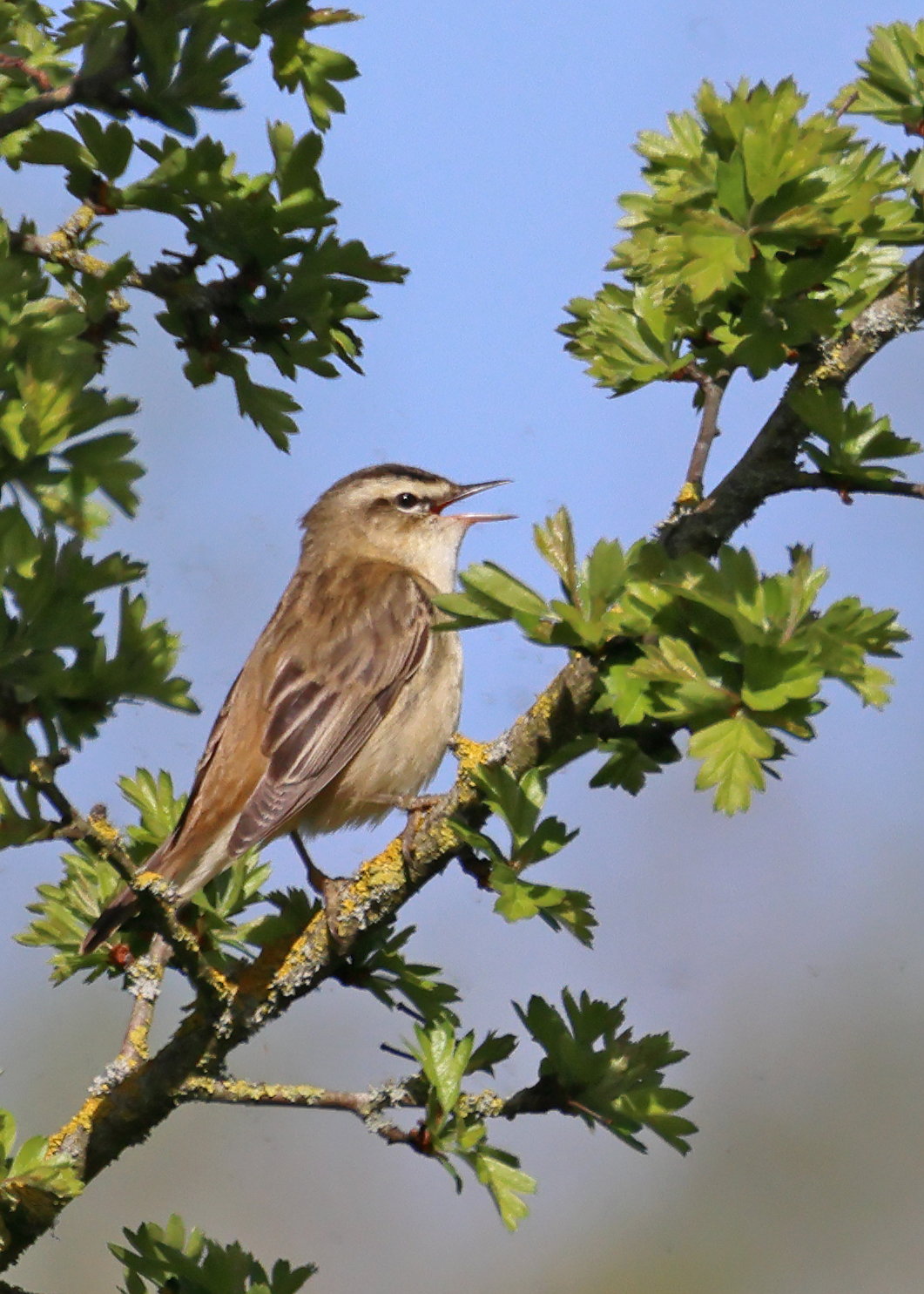 Sedge Warbler