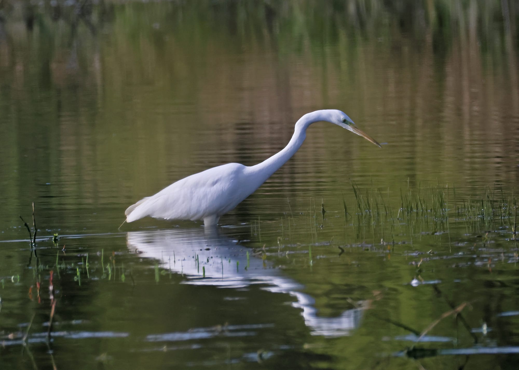 Great White Egret