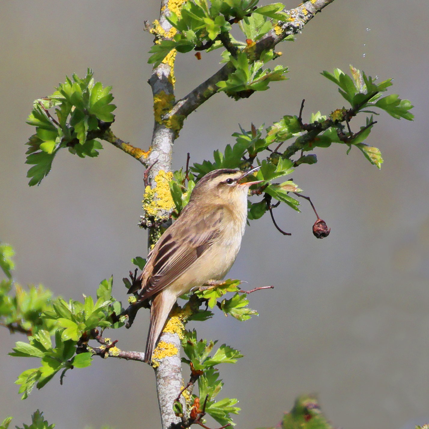 Sedge Warbler