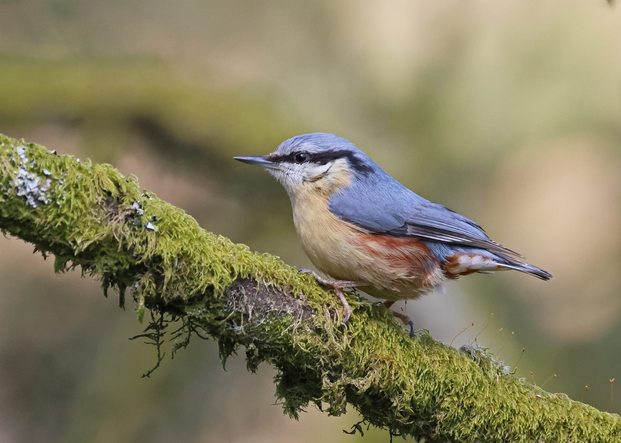 Nuthatch