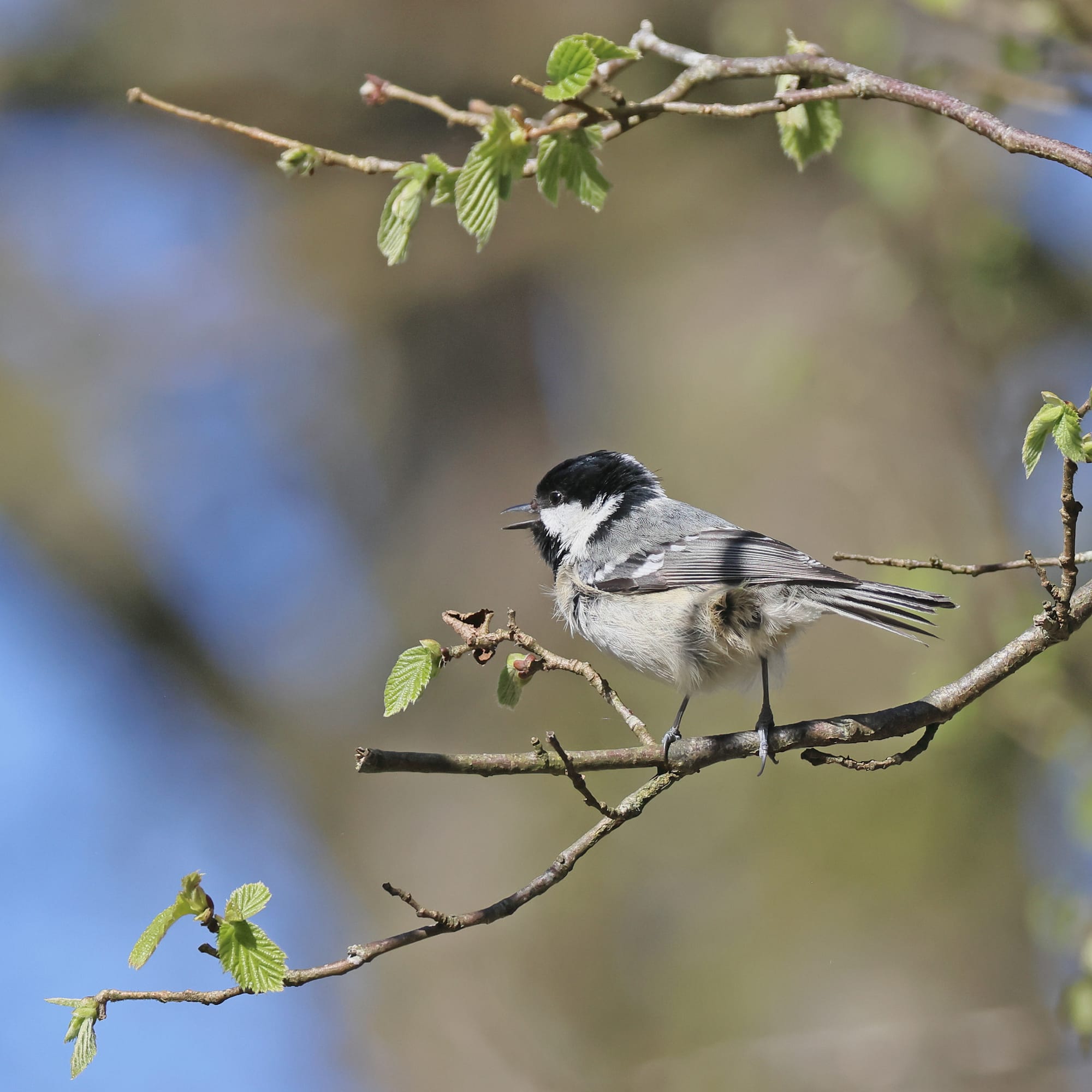 Coal Tit