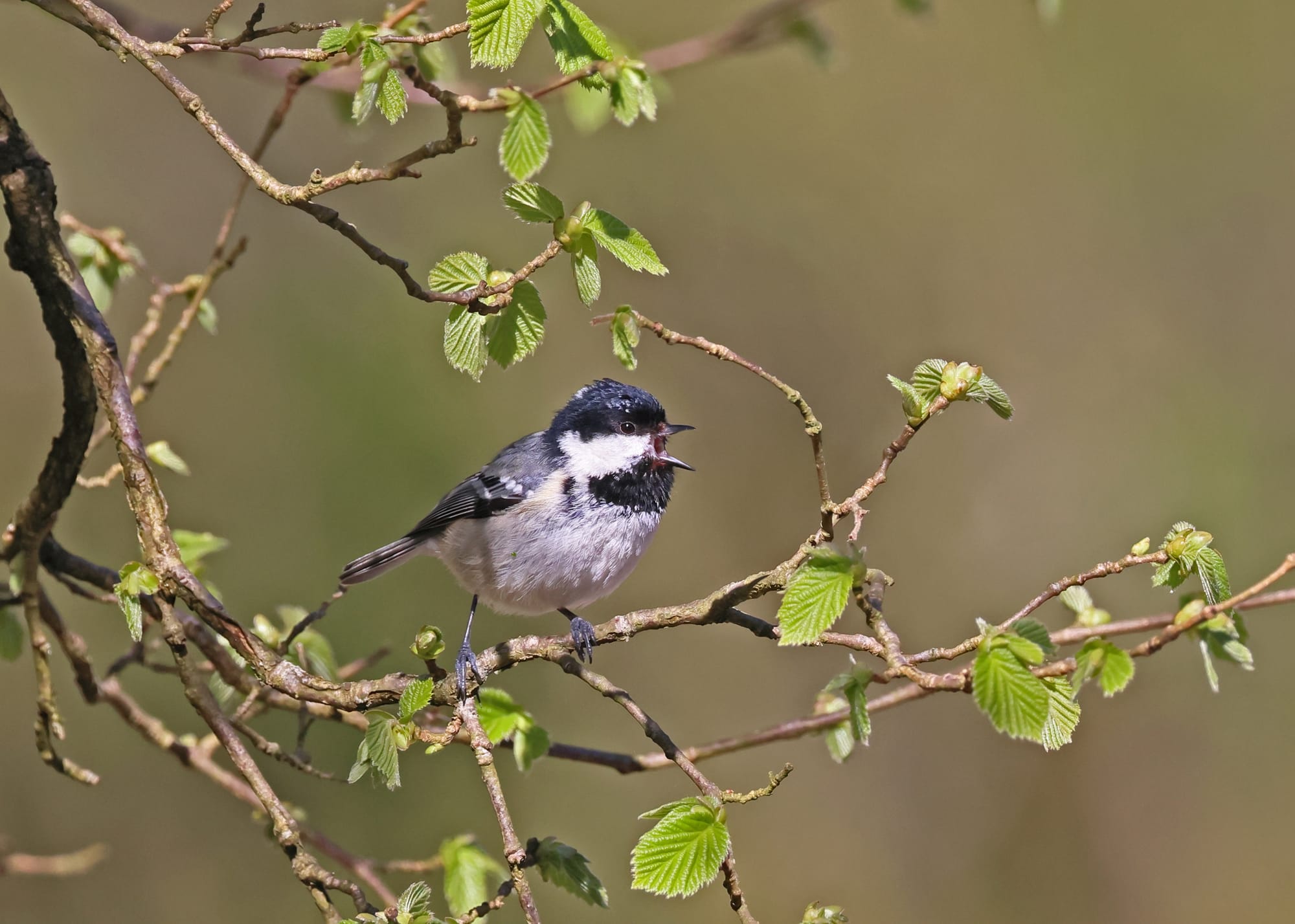 Coal Tit