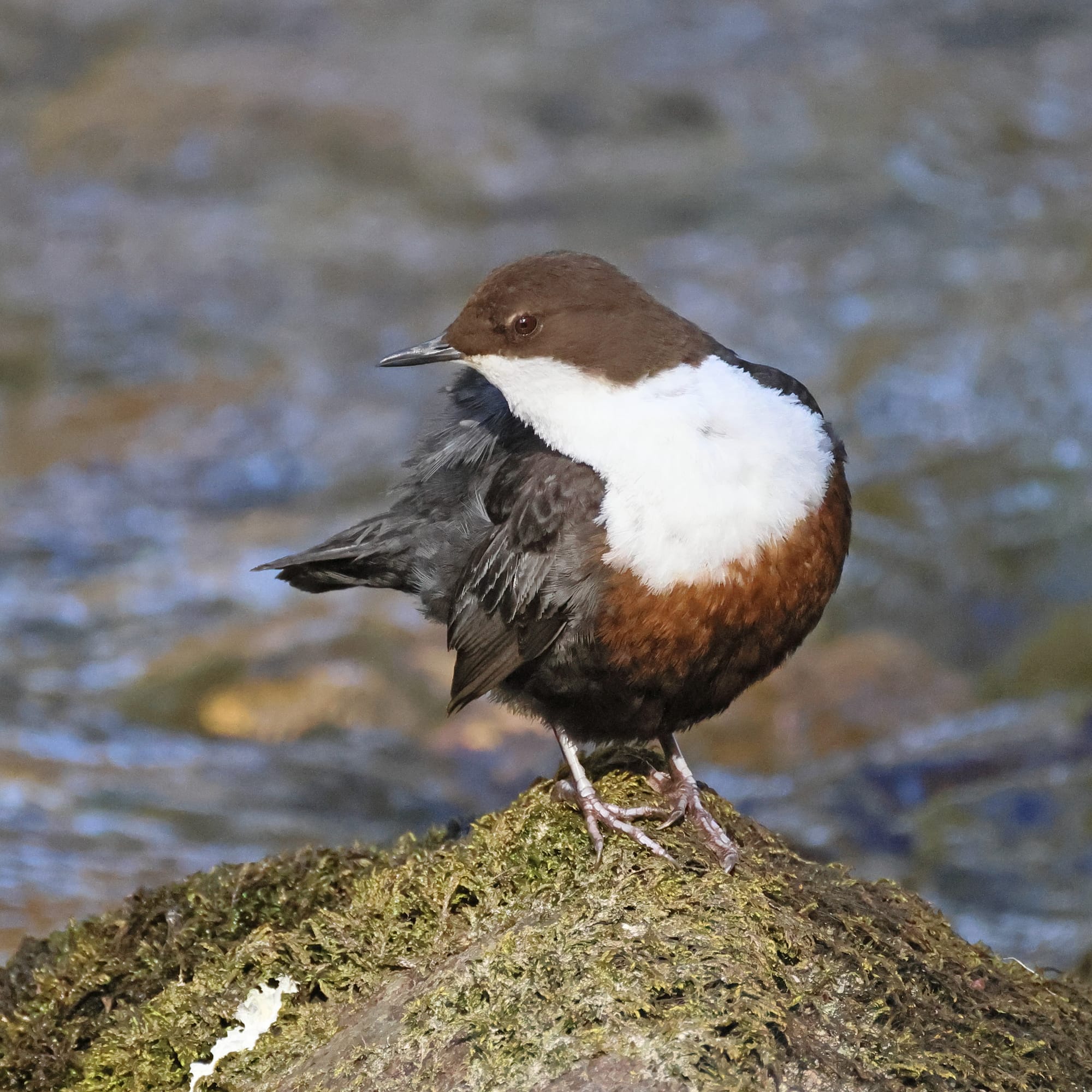 Dipper