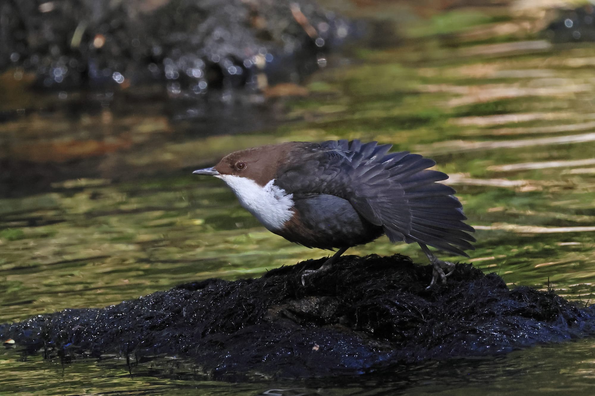Dipper