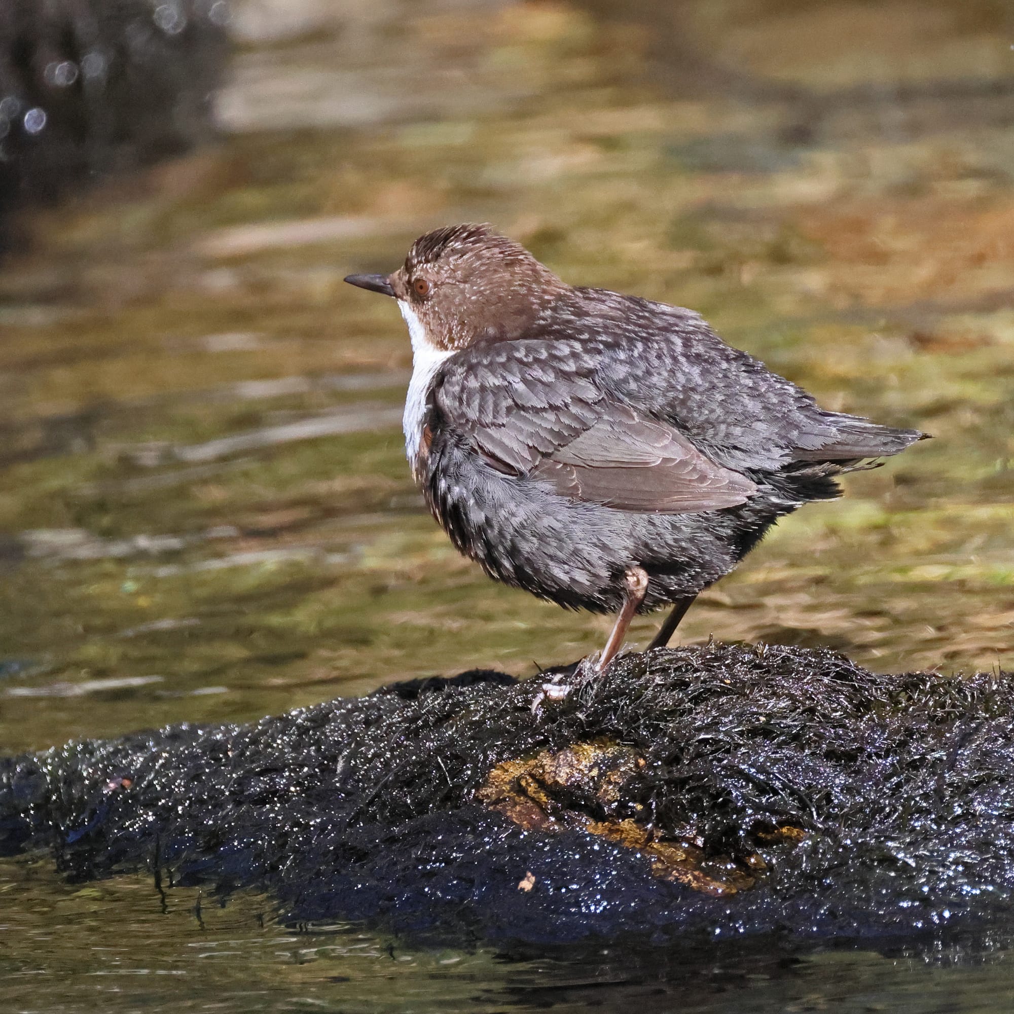 Dipper