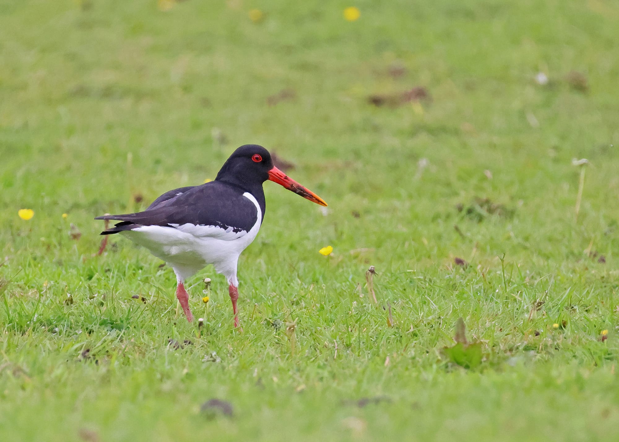 Oystercatcher