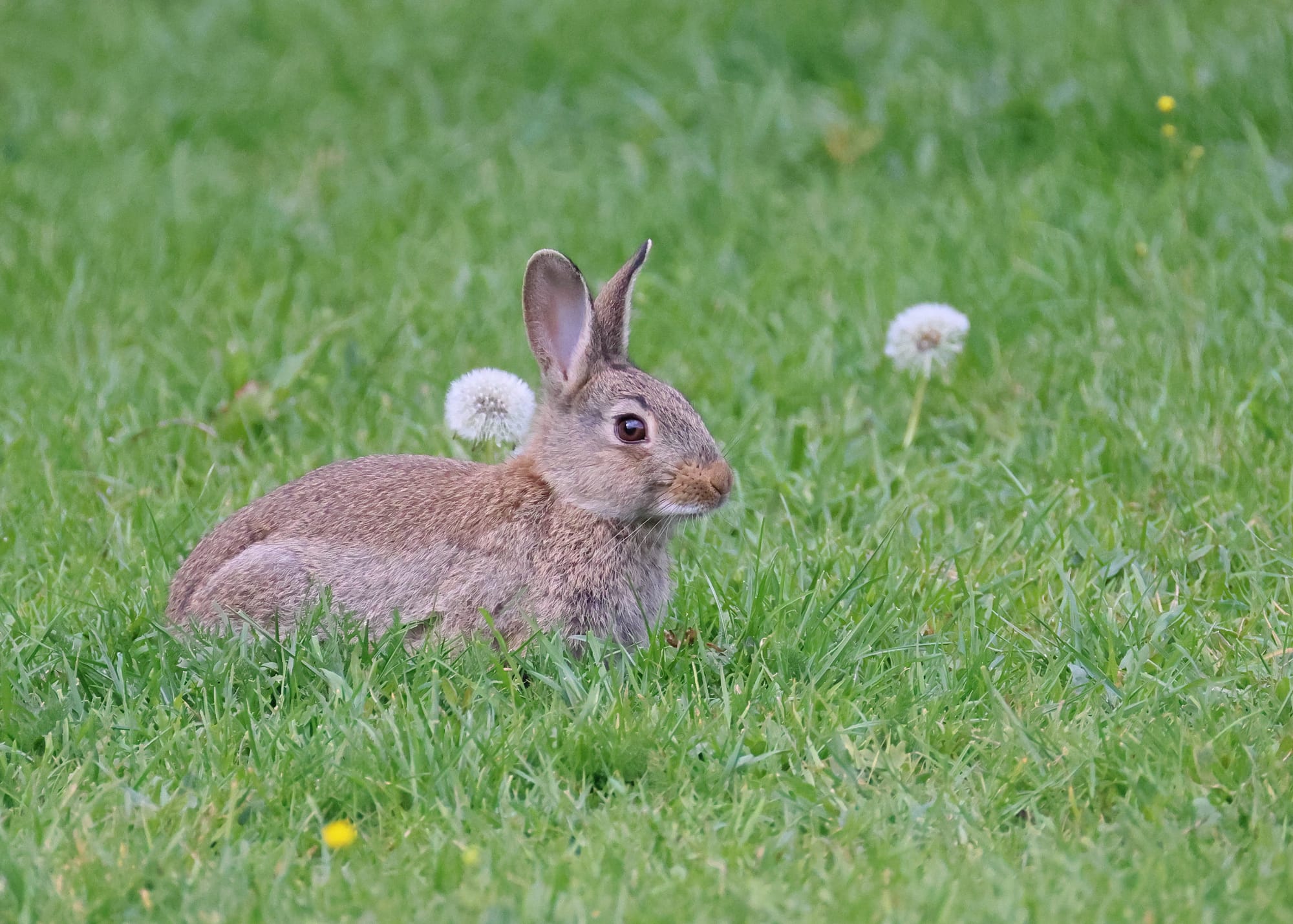 Rabbit