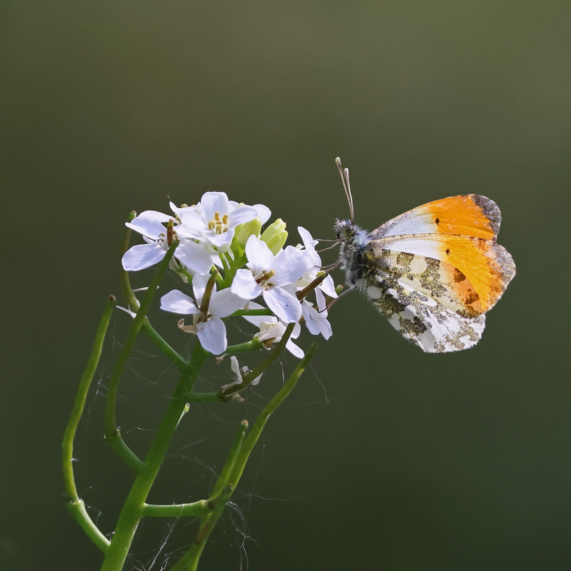 Orange Tip
