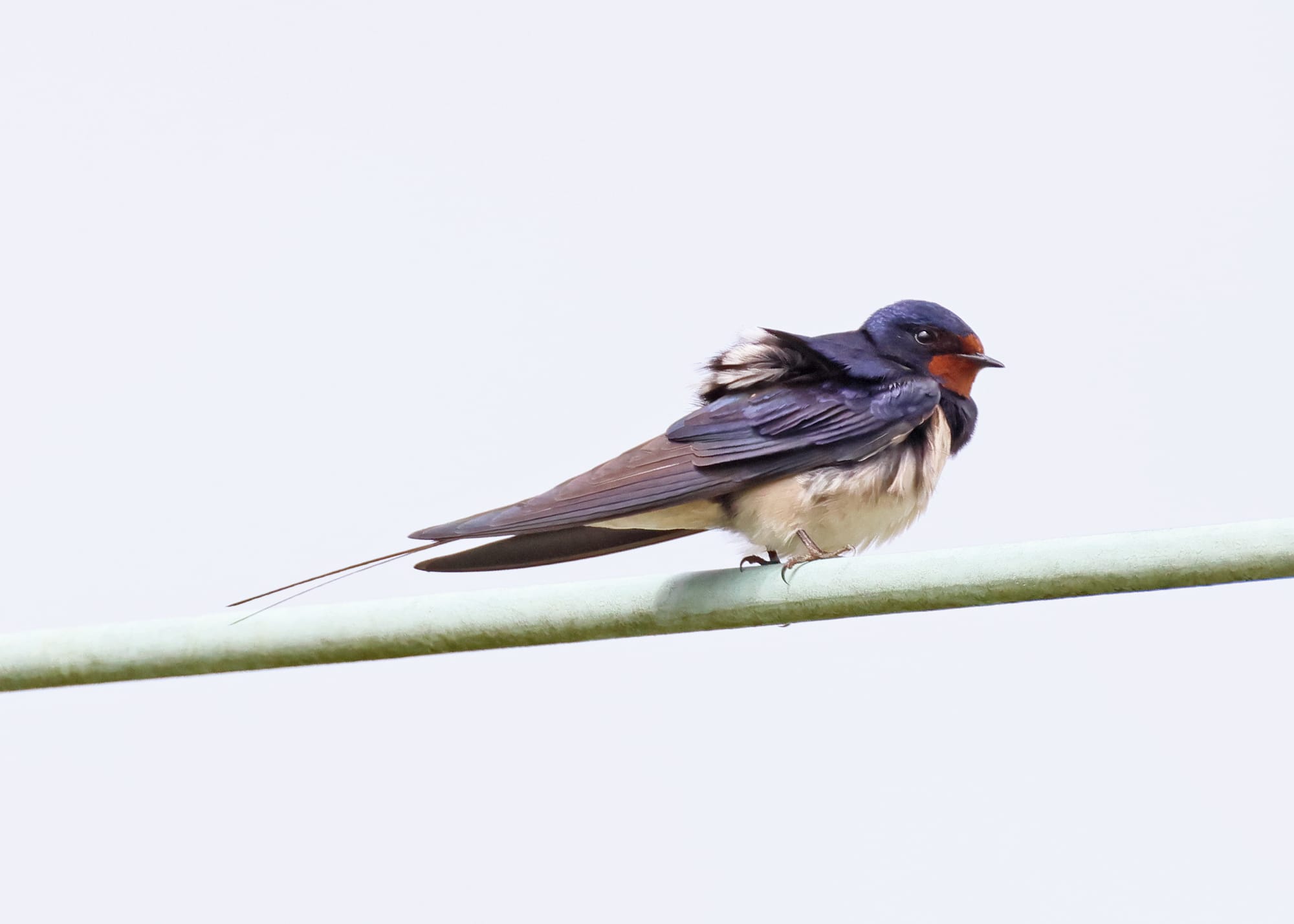 Barn Swallow